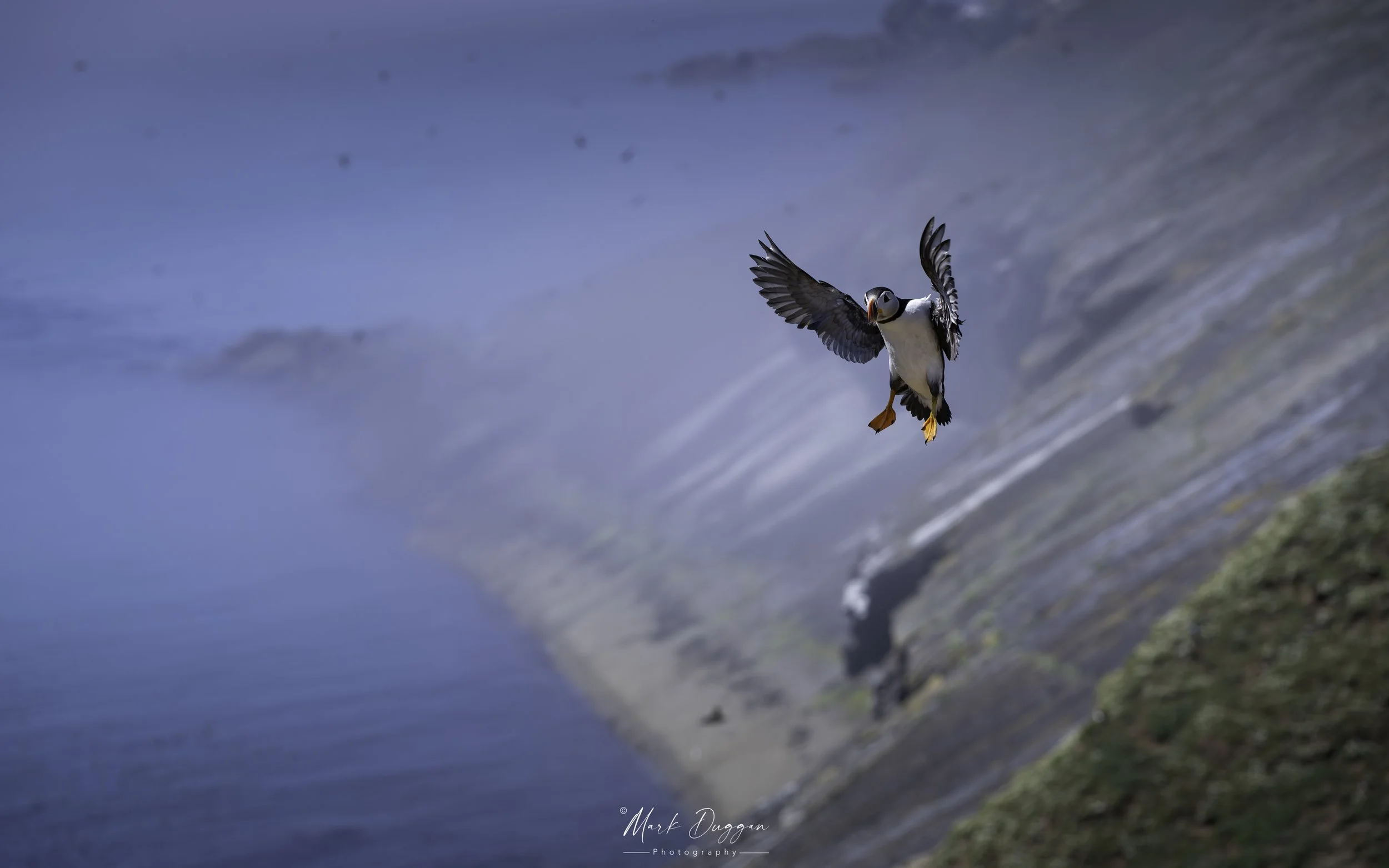 Flight of Fancy: Atlantic Puffin approaching the Wick on Skomer Island in Pembrokeshire.