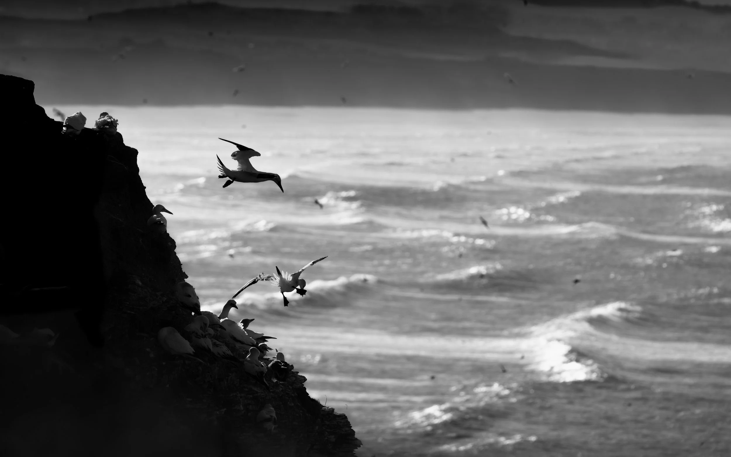 The Storm - Bempton Cliffs.