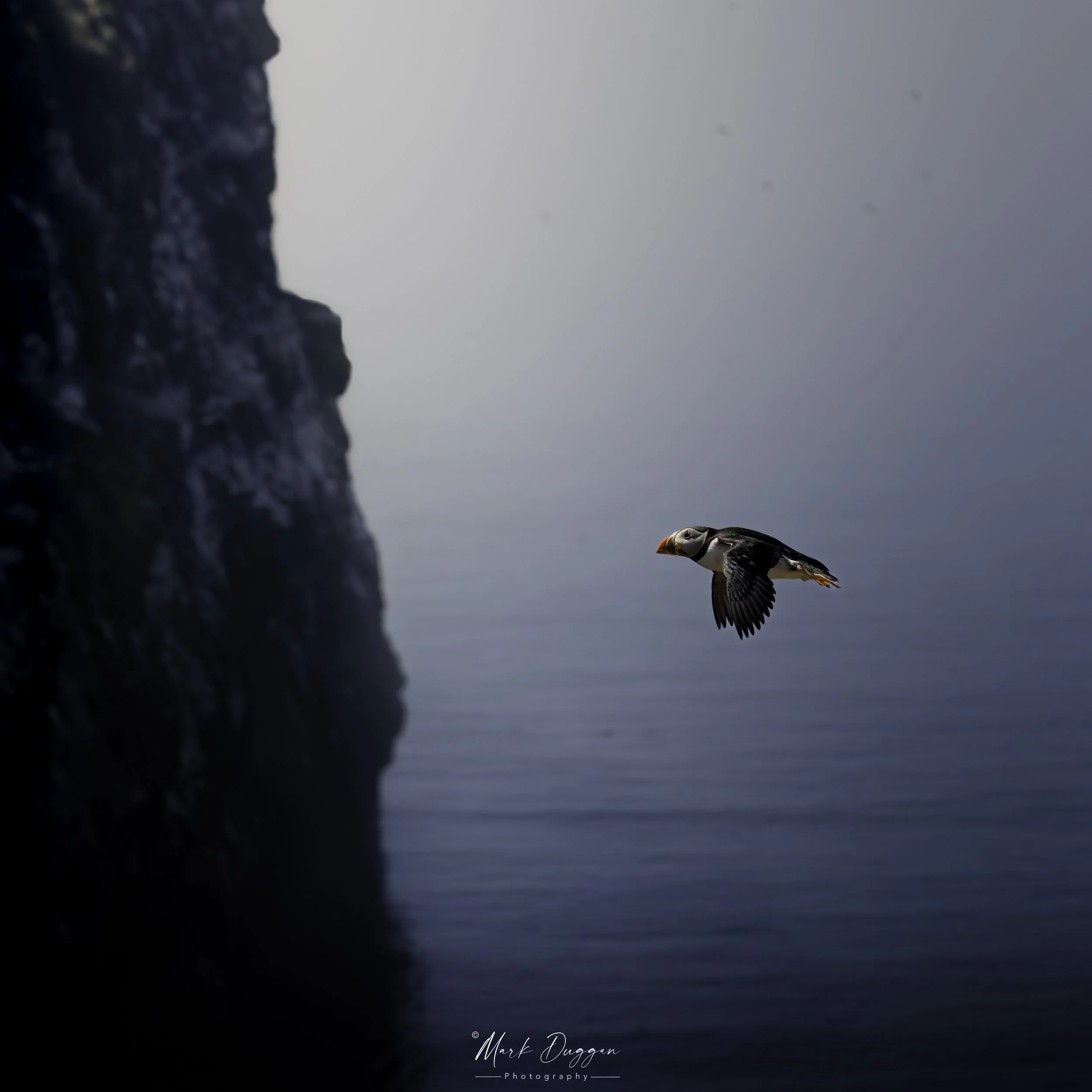 Back to Shore (and no fish): Atlantic Puffin approaching the cliffs of Skomer Island in the late afternoon.