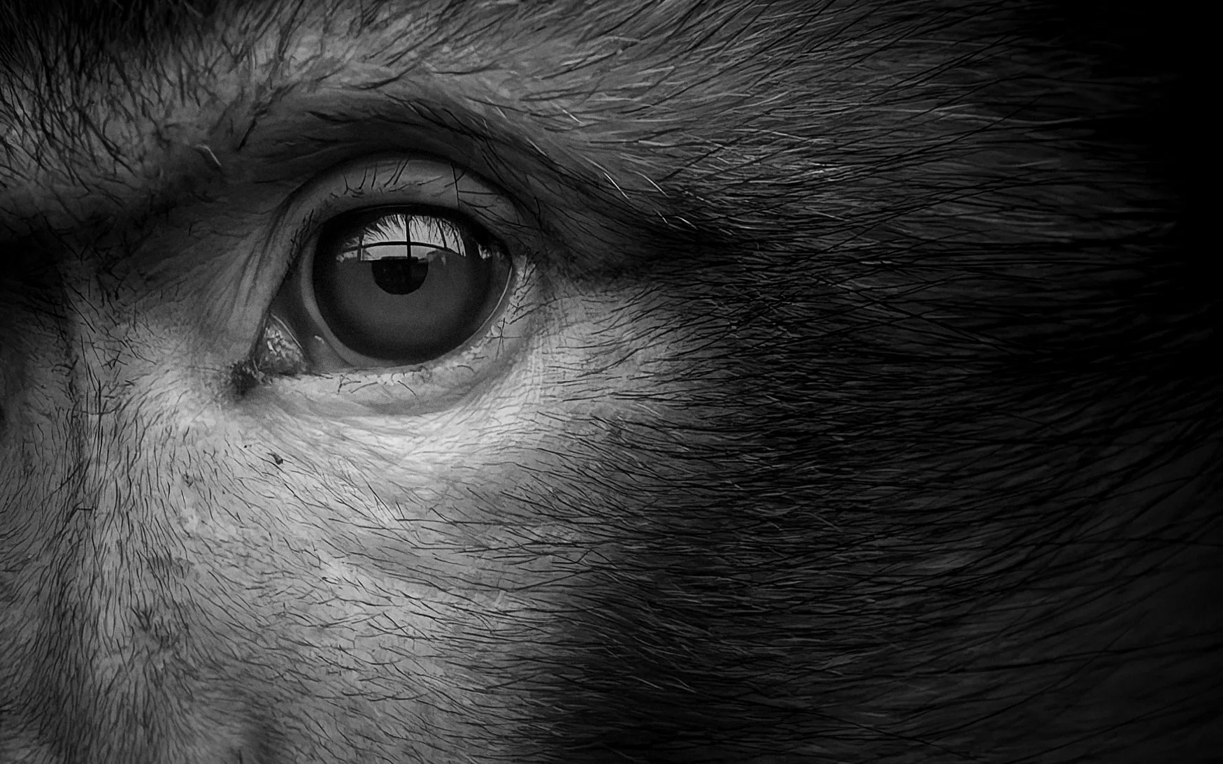 Barbary Macaque - Kent, UK.