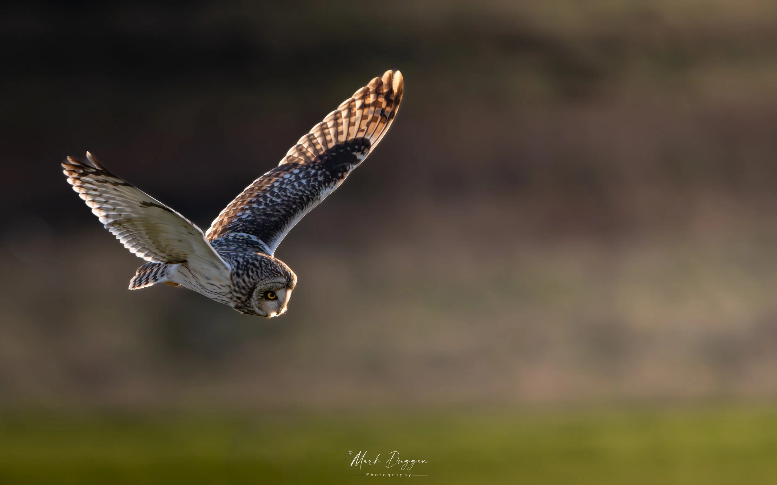 Low light on the marshes - Short Eared Owl on the North Kent marshes.