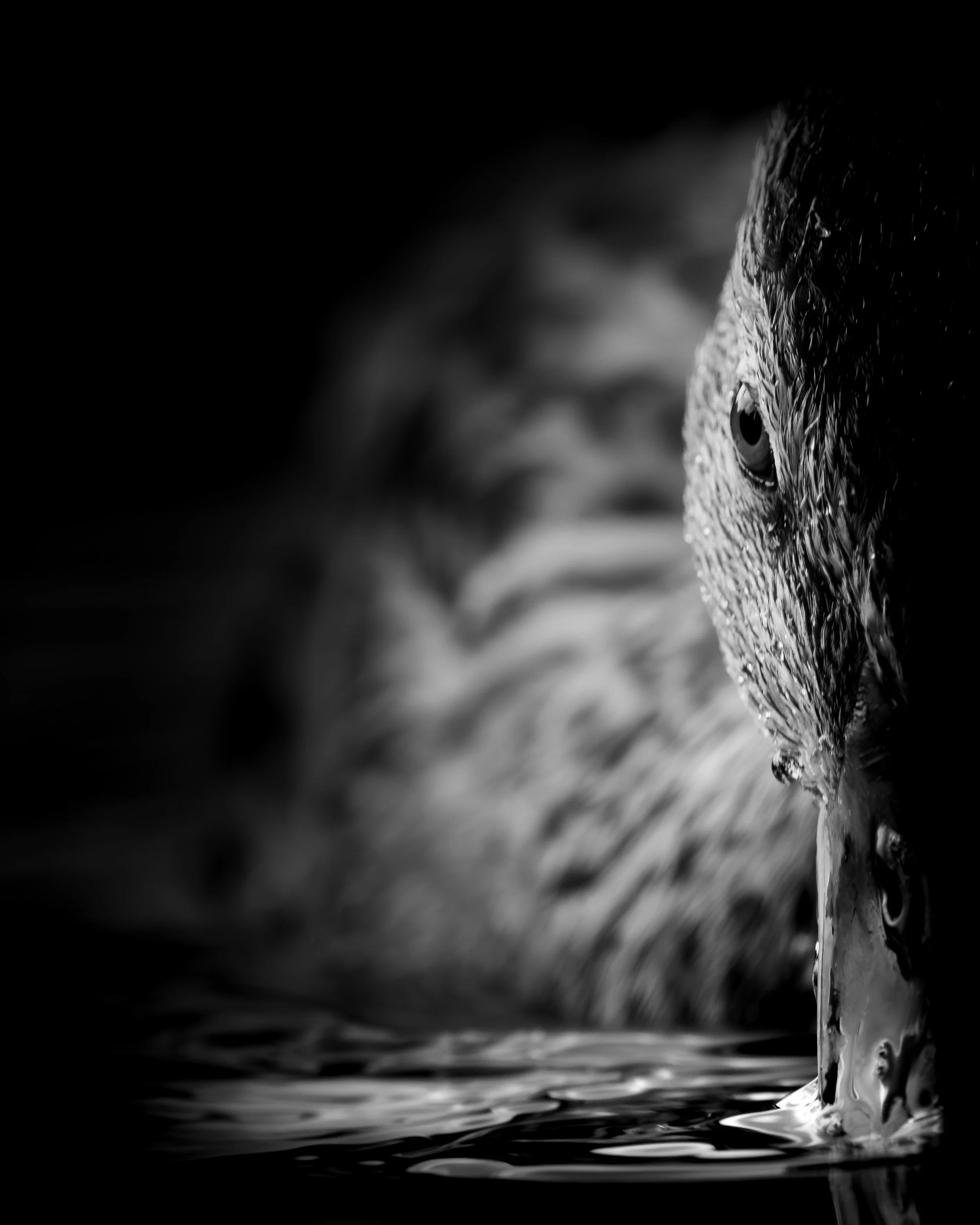 Mallard Juvenile - Faversham, Kent