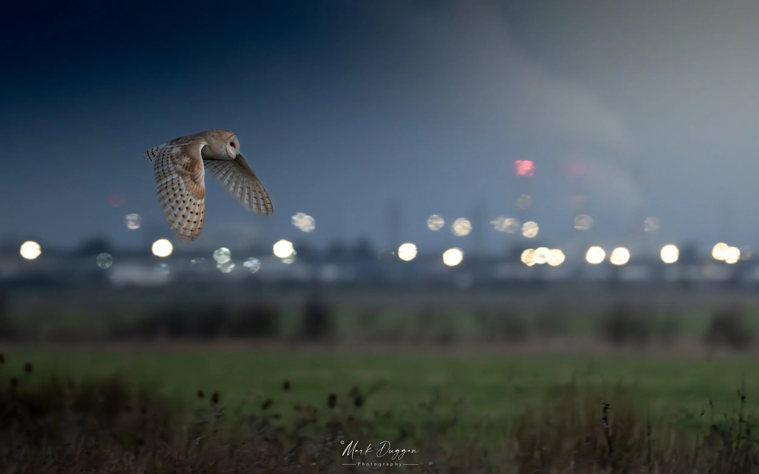In the Blue Hour: A Barn Owl hunting silently for field voles before dawn.