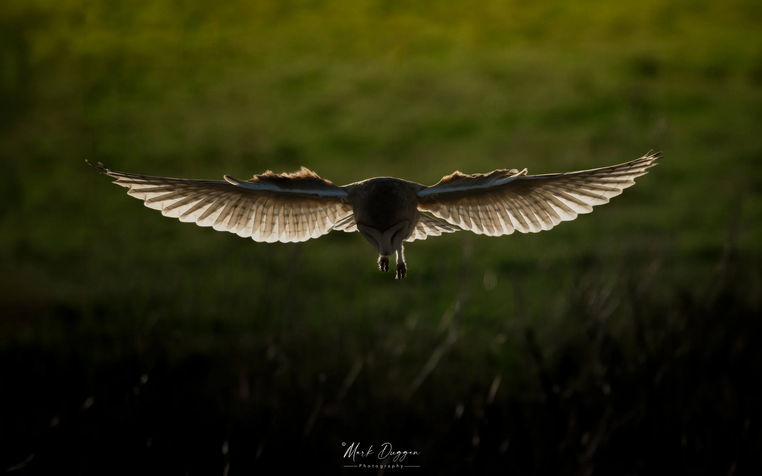 In the Golden Hour: A Barn Owl hunting silently for field voles as sunset approaches.