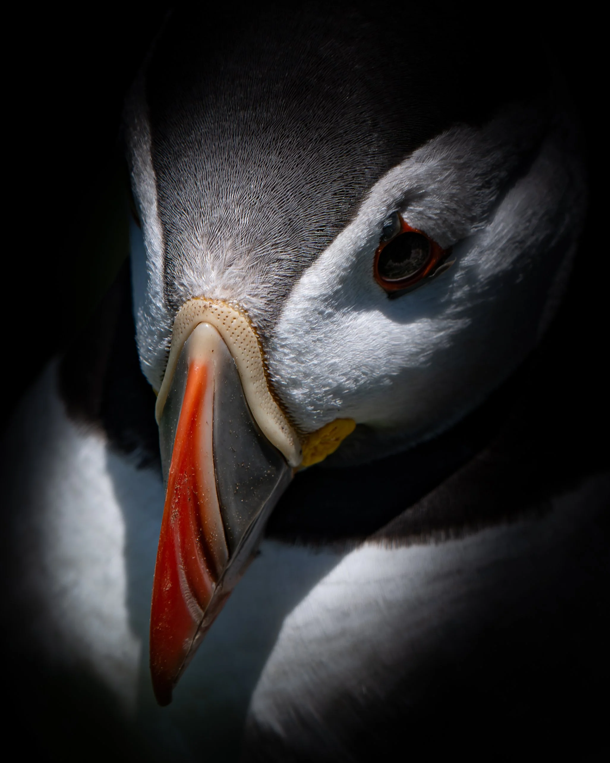 Atlantic Puffin - Skomer Island, Wales.