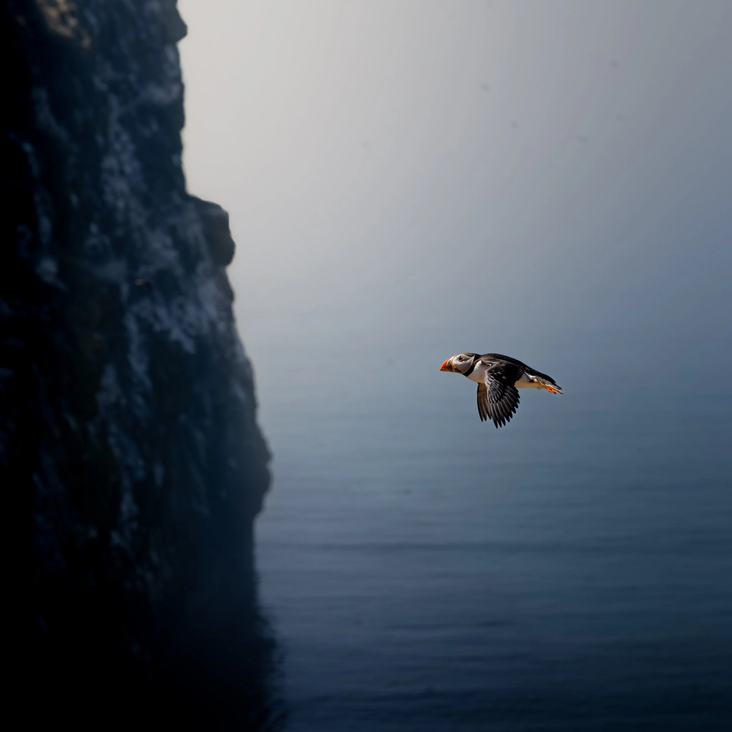 Atlantic Puffin - Skomer Island, Wales.
