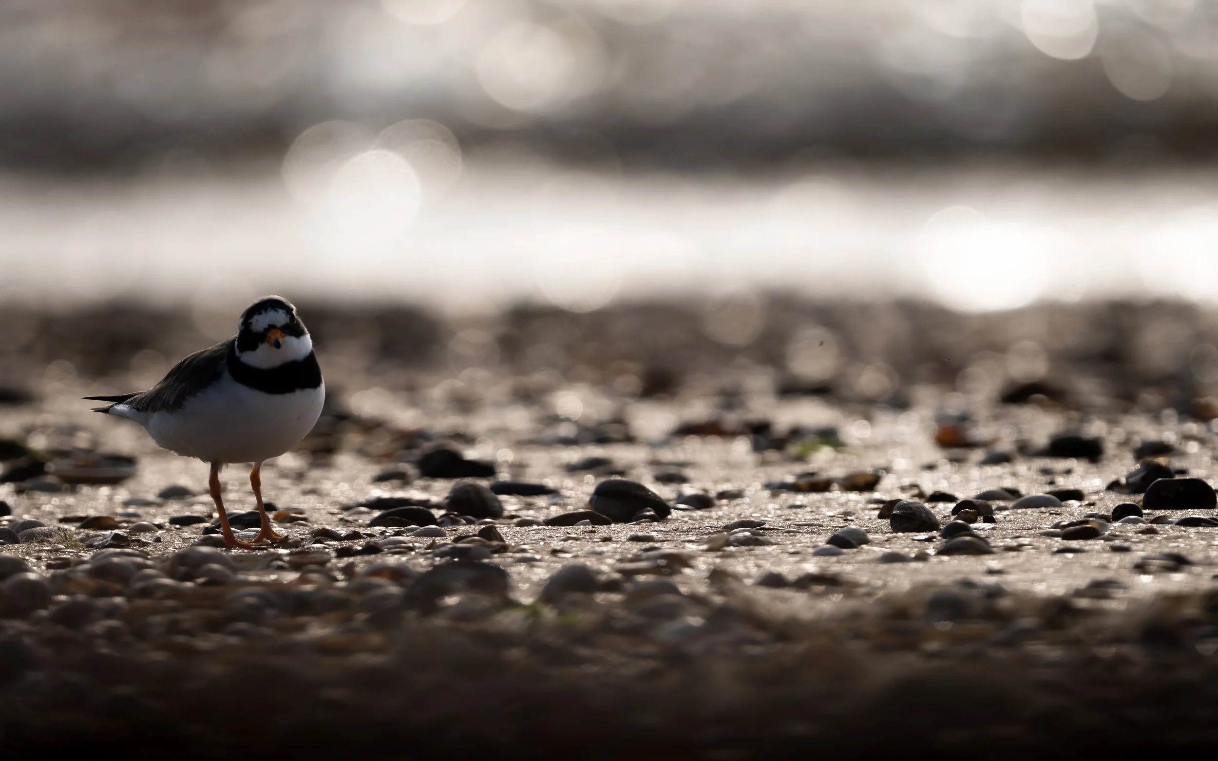 Common Ringed Plover - North Kent.