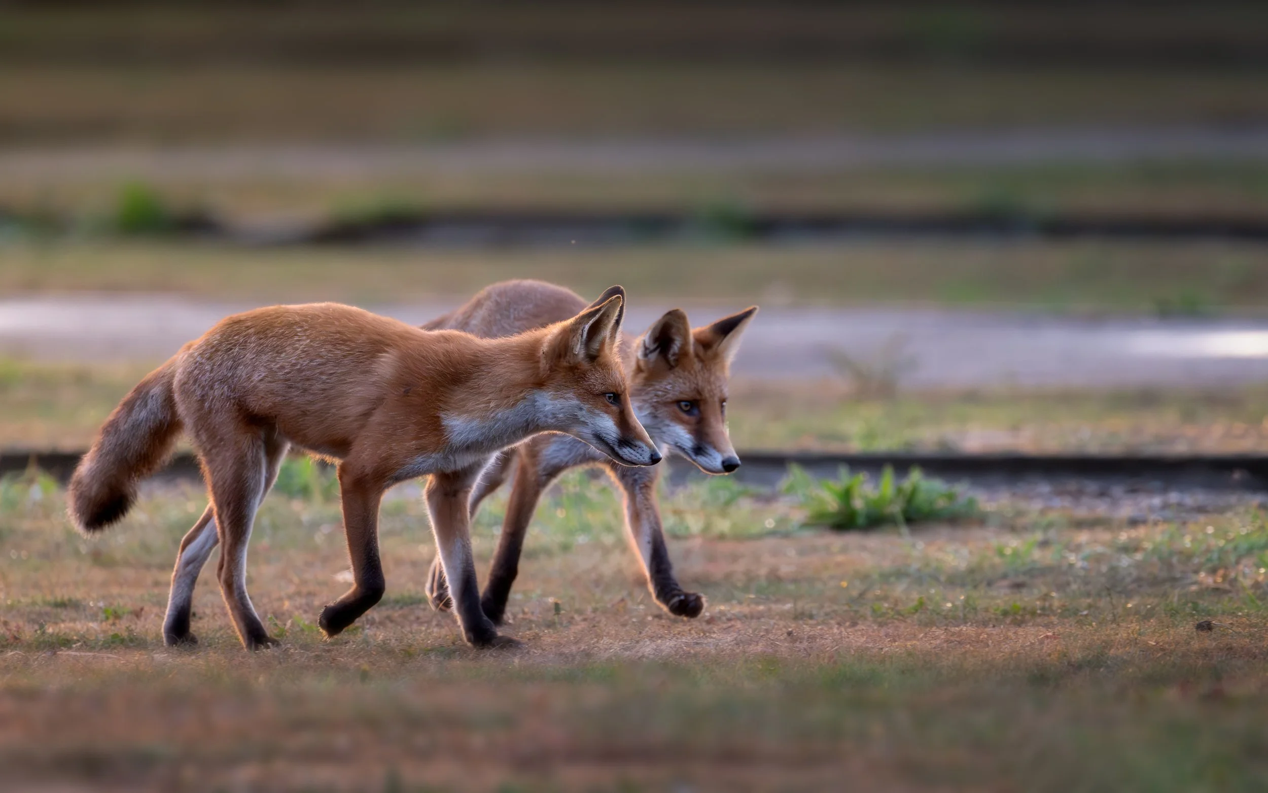 Siblings: Red Foxes - Sittingbourne, Kent.