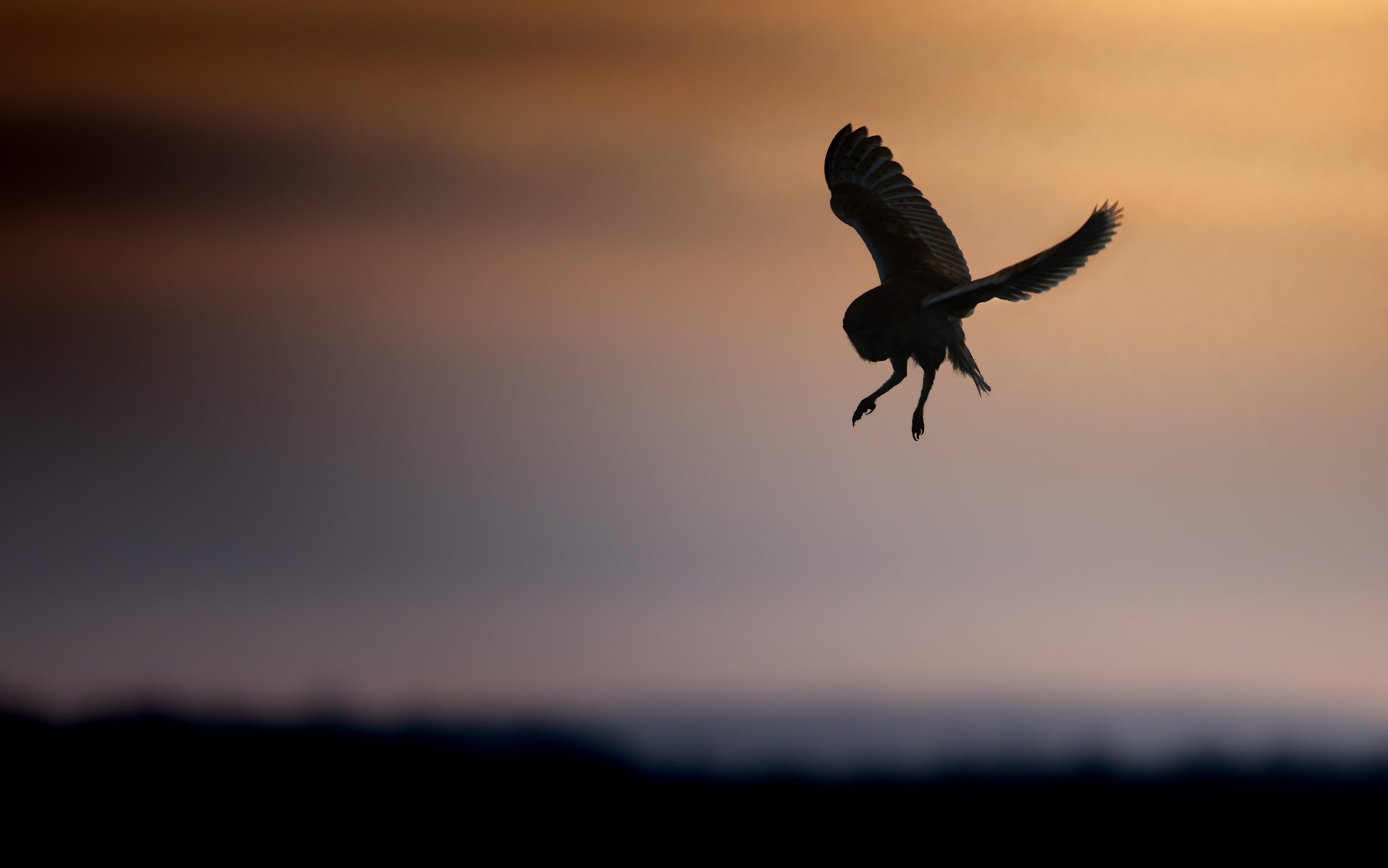 Barn Owl - North Kent Marshes.