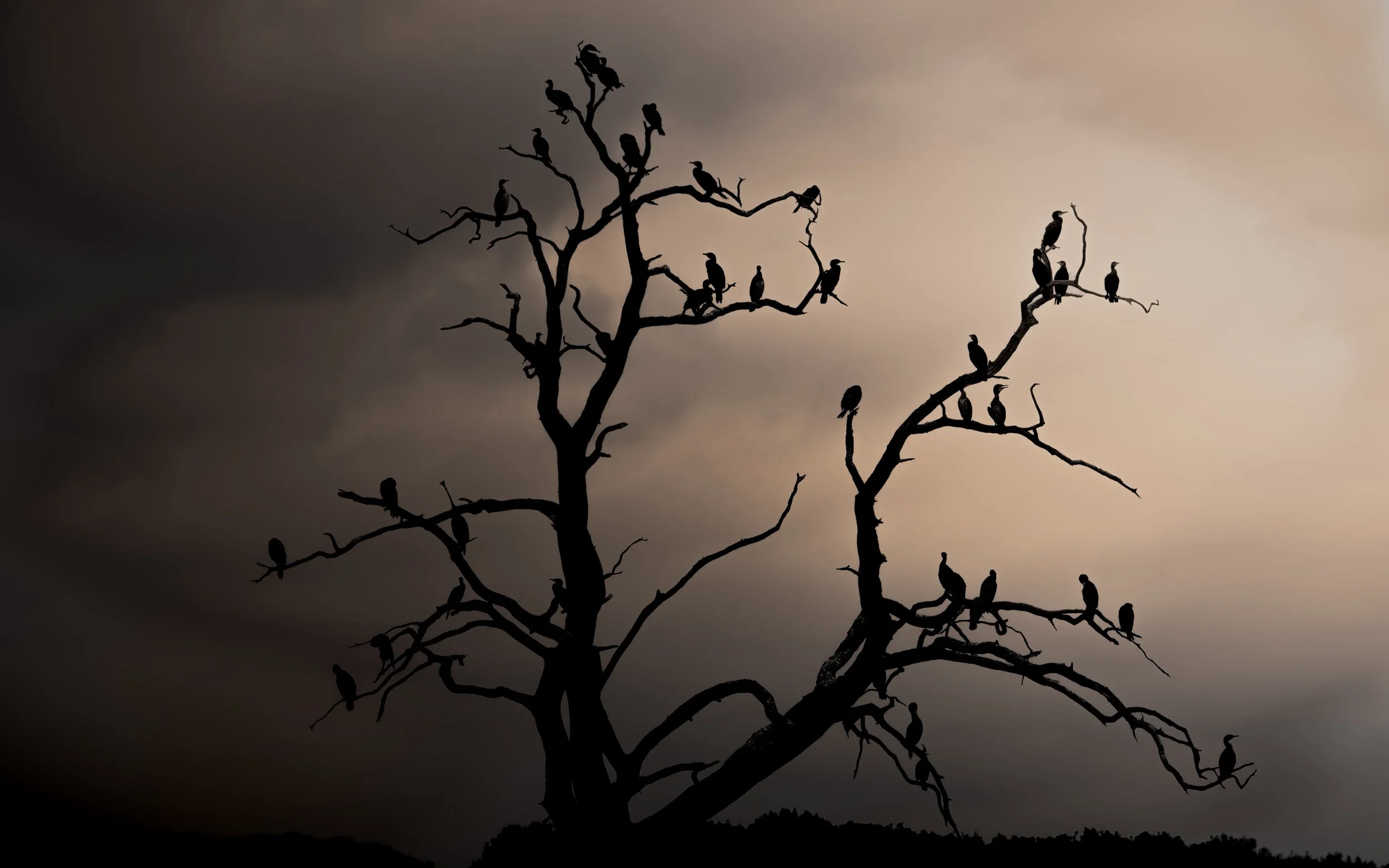 The Cormorant Tree - Manton Bay.