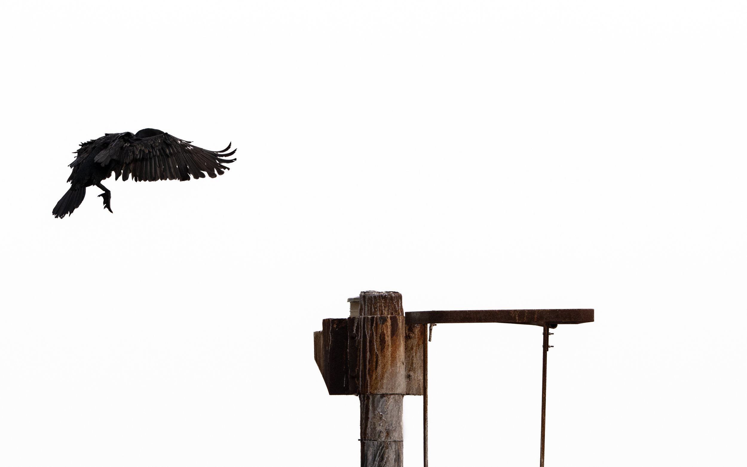 Cormorant 1 - Swale, Kent. 