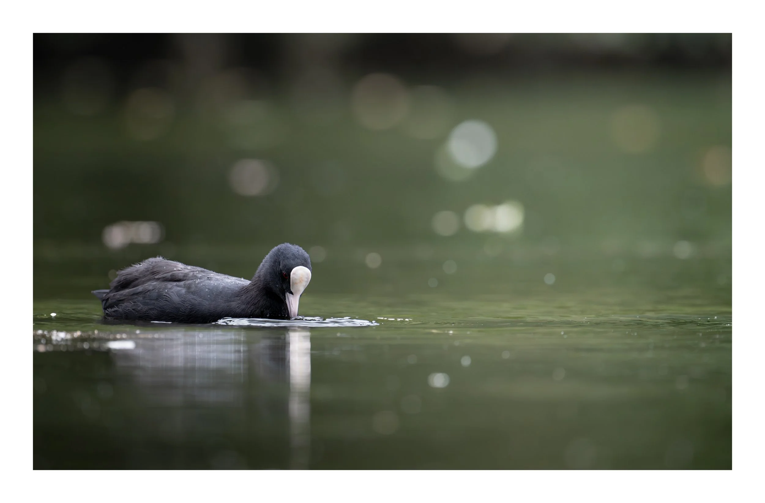 Coot (4 of 4) - Faversham, Kent.