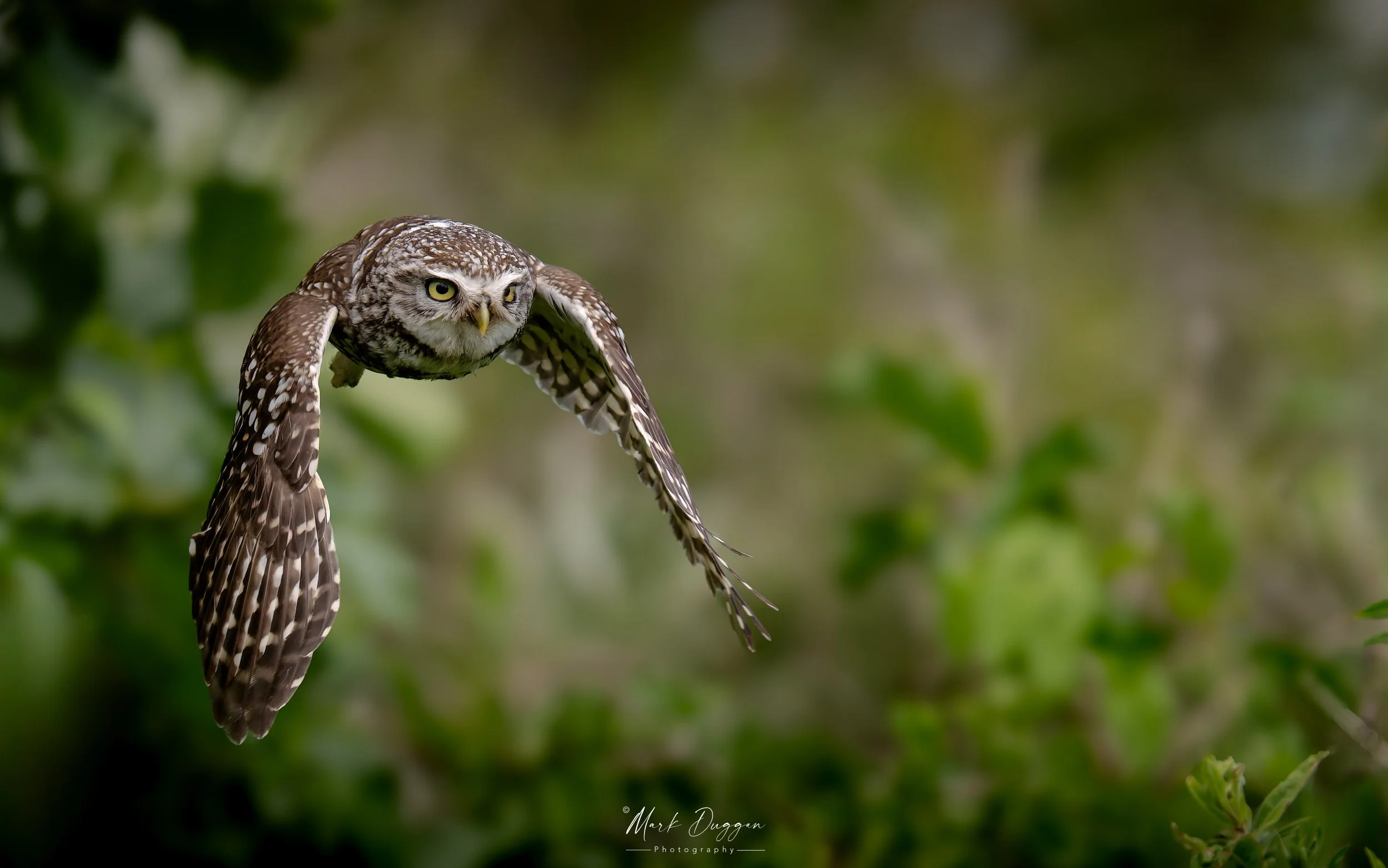 Incoming - Little Owl.