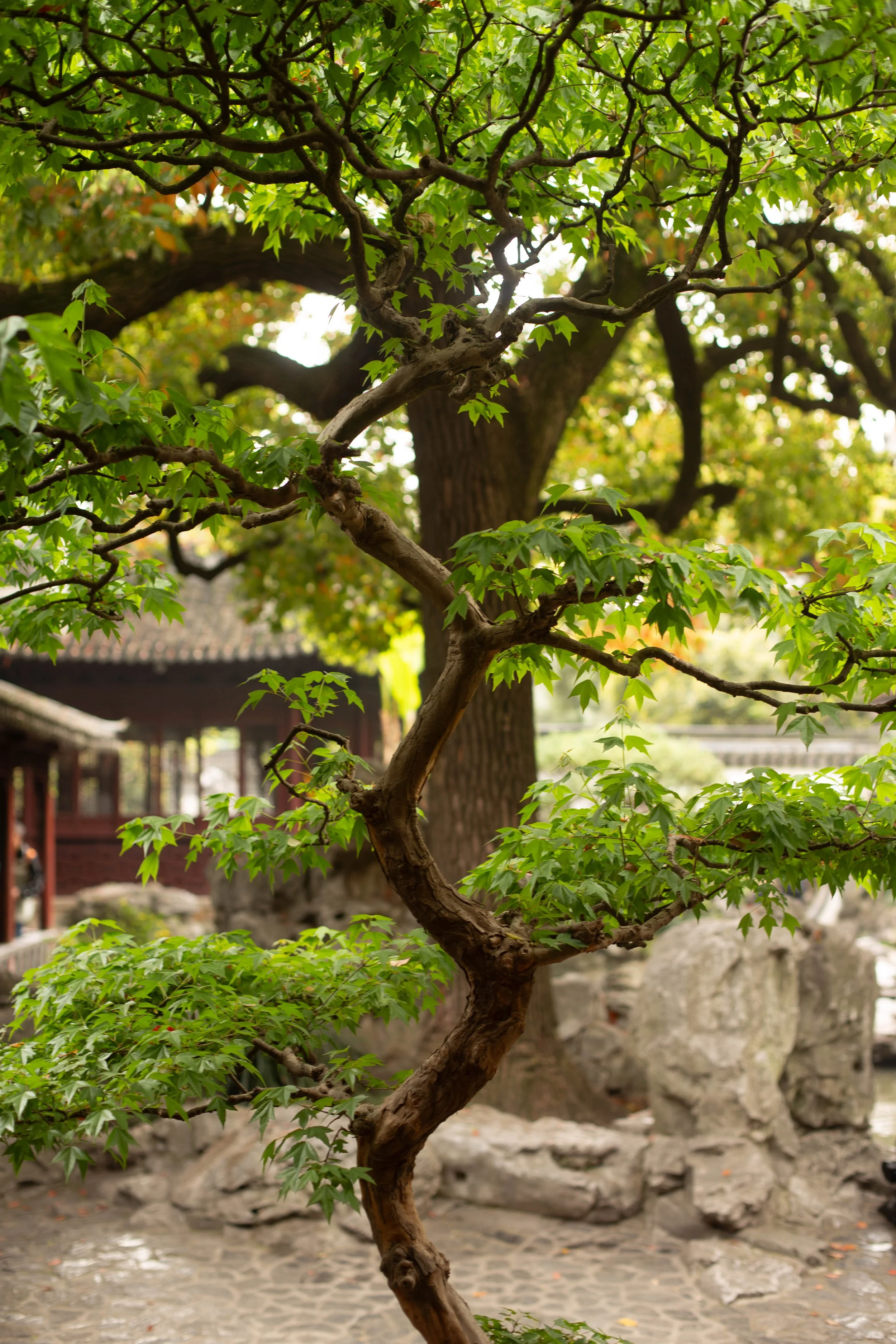 Yunnan 02042018-2.jpg