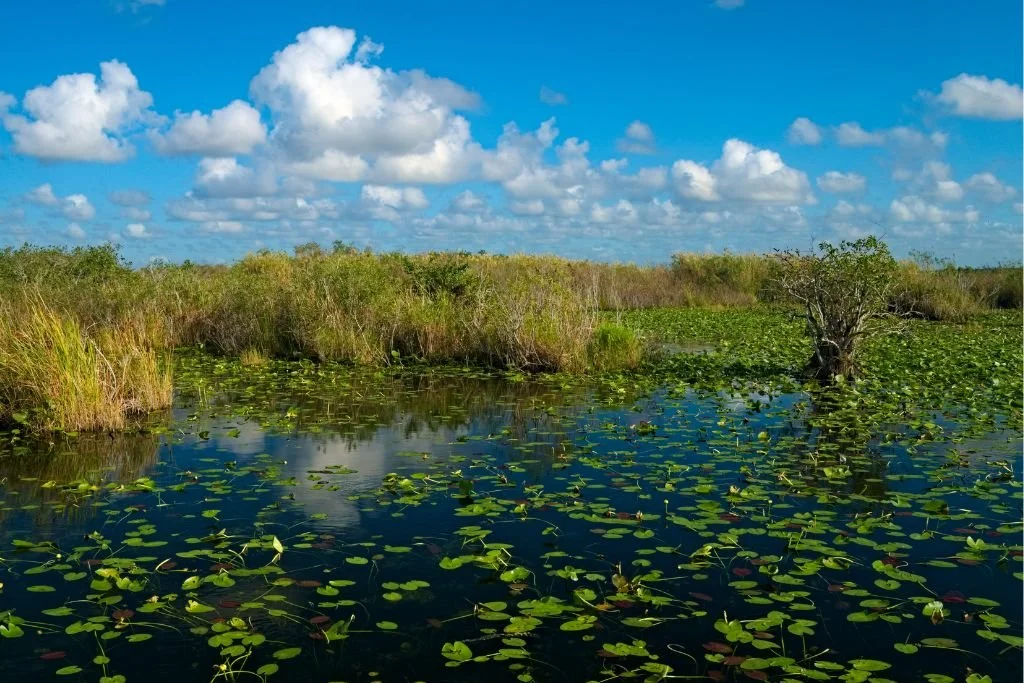 Monthly Plein Air Outing: Everglades