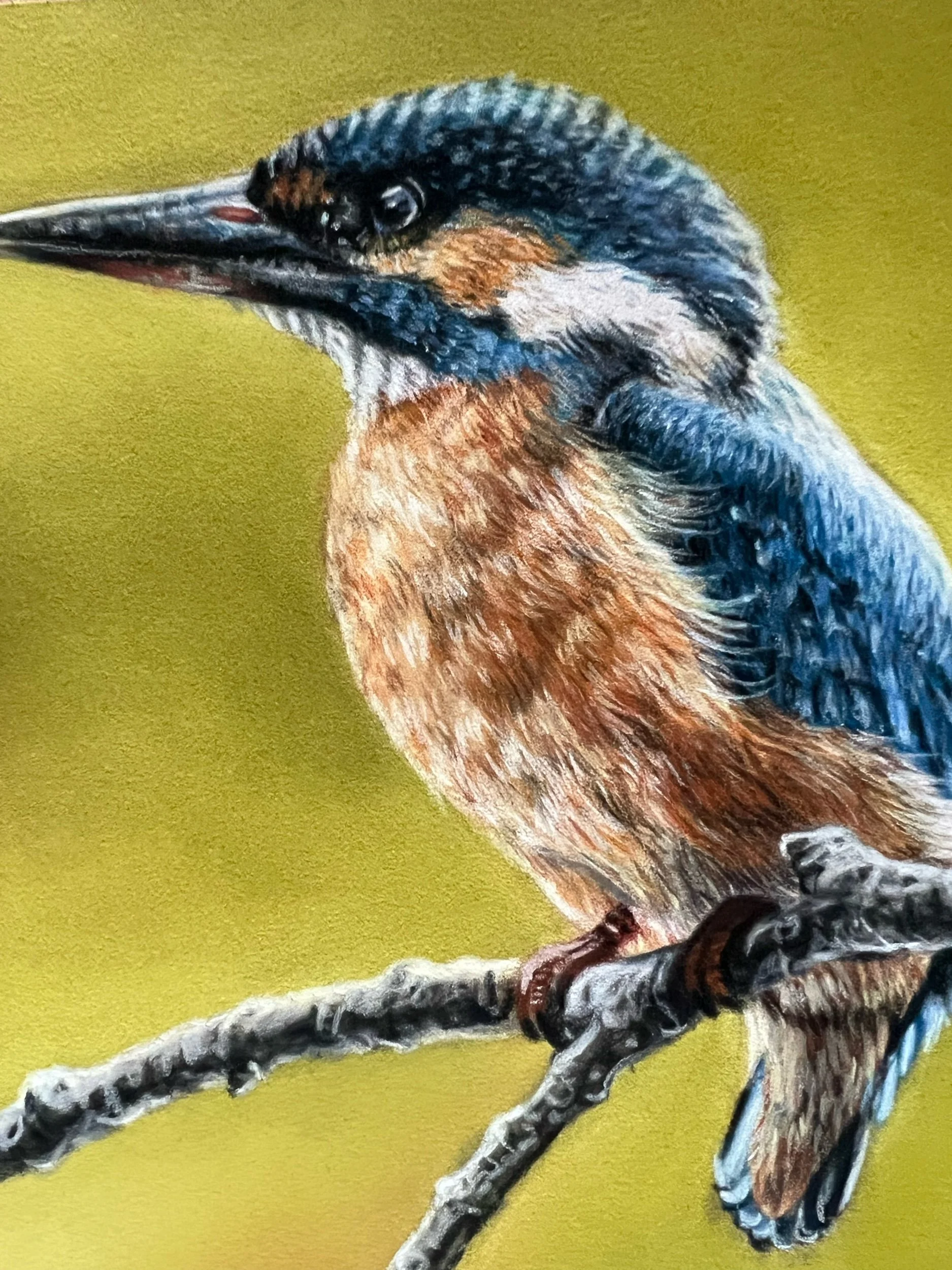 Close-up of a colorful bird, likely a kingfisher, perched on a branch against a yellow background.