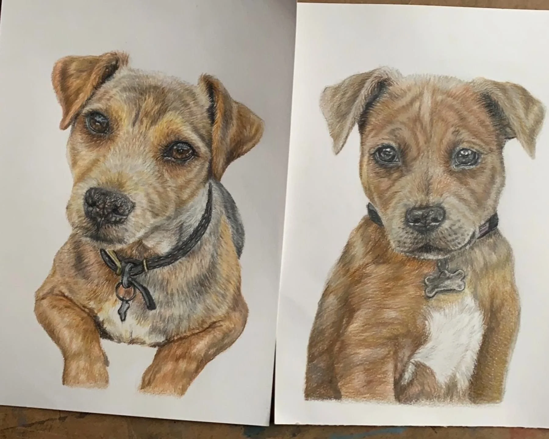 Two detailed colored pencil drawings of a brown dog with a black collar and a white chest, one facing slightly right and the other facing forward.