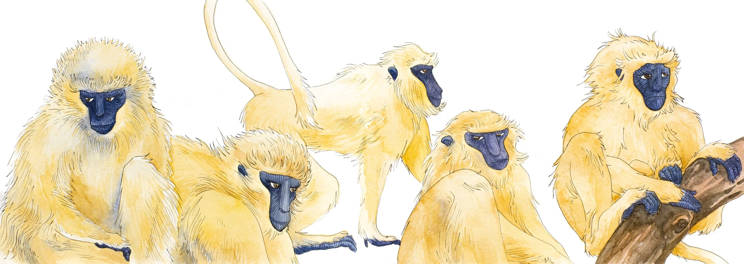 A troop of potentially golden langur monkeys crown this traditional ink and watercolour painting by Diana Meraz Carnevale