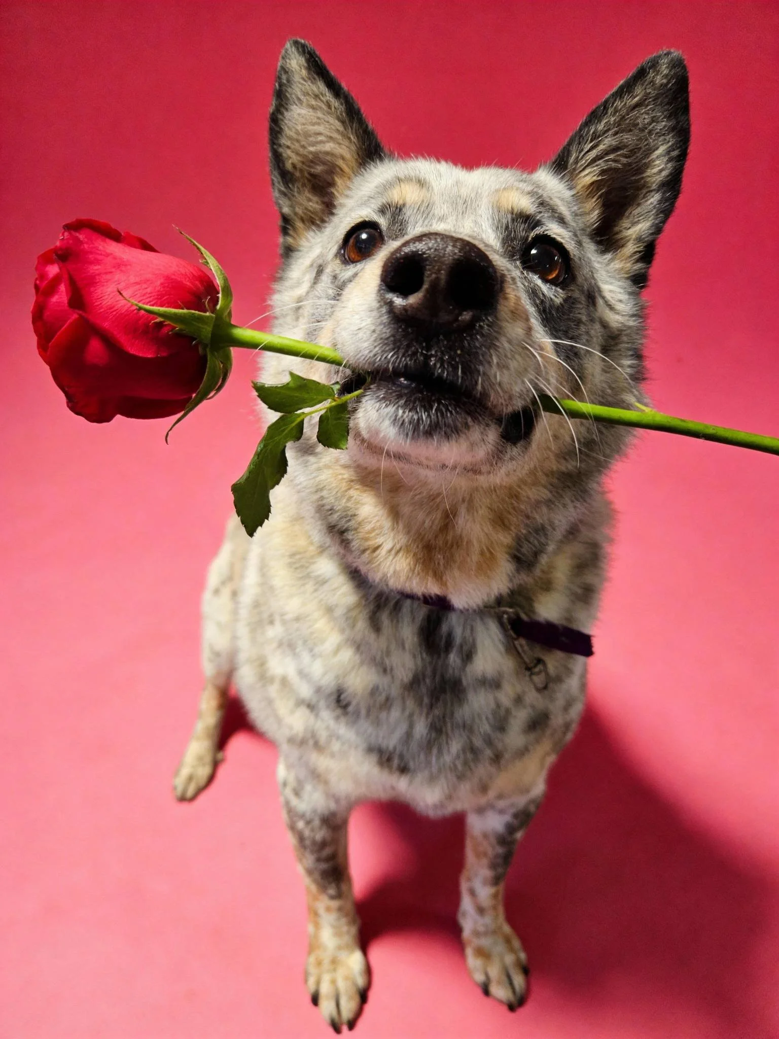 2026 Valentines Day 2.jpg