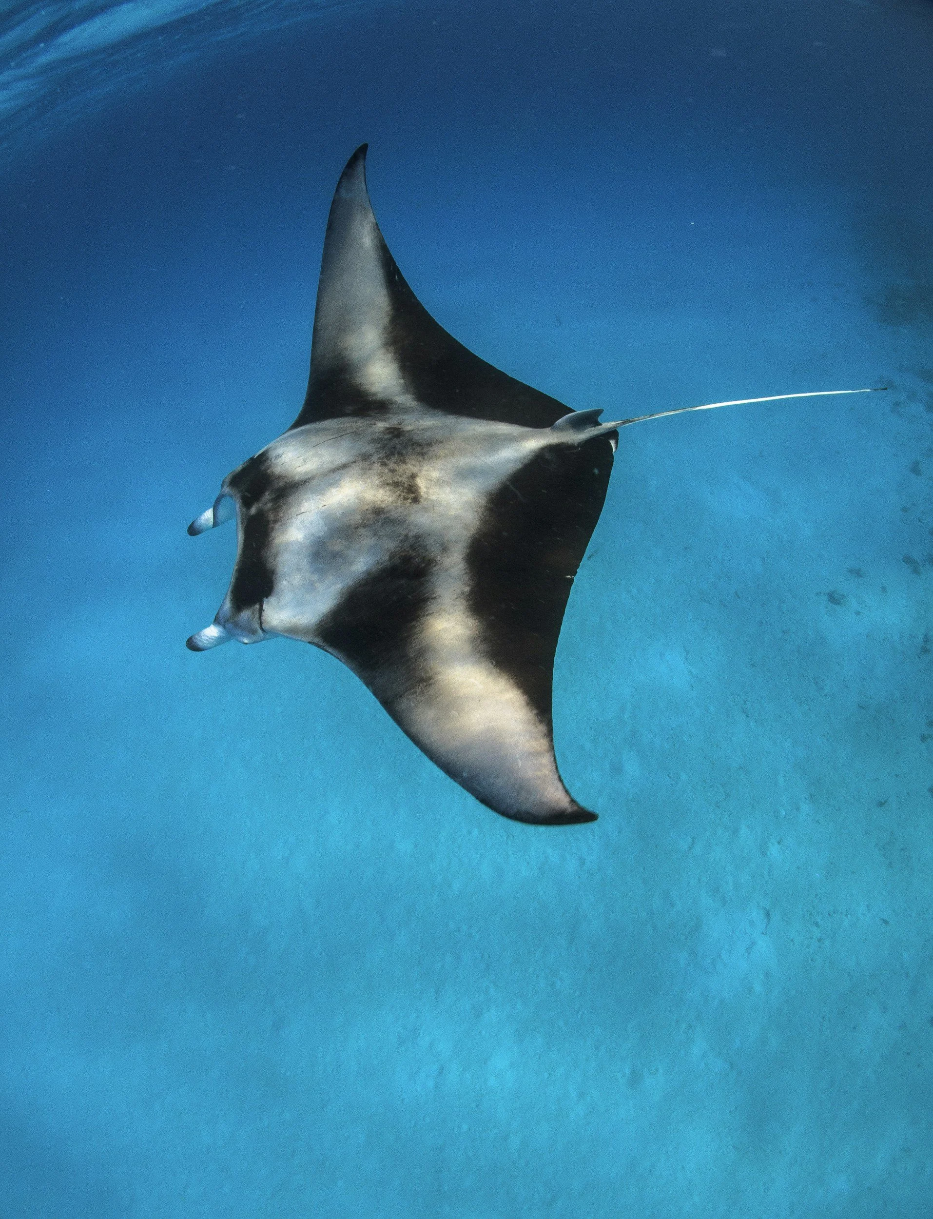 A manta ray swimming in the ocean with a blue background.