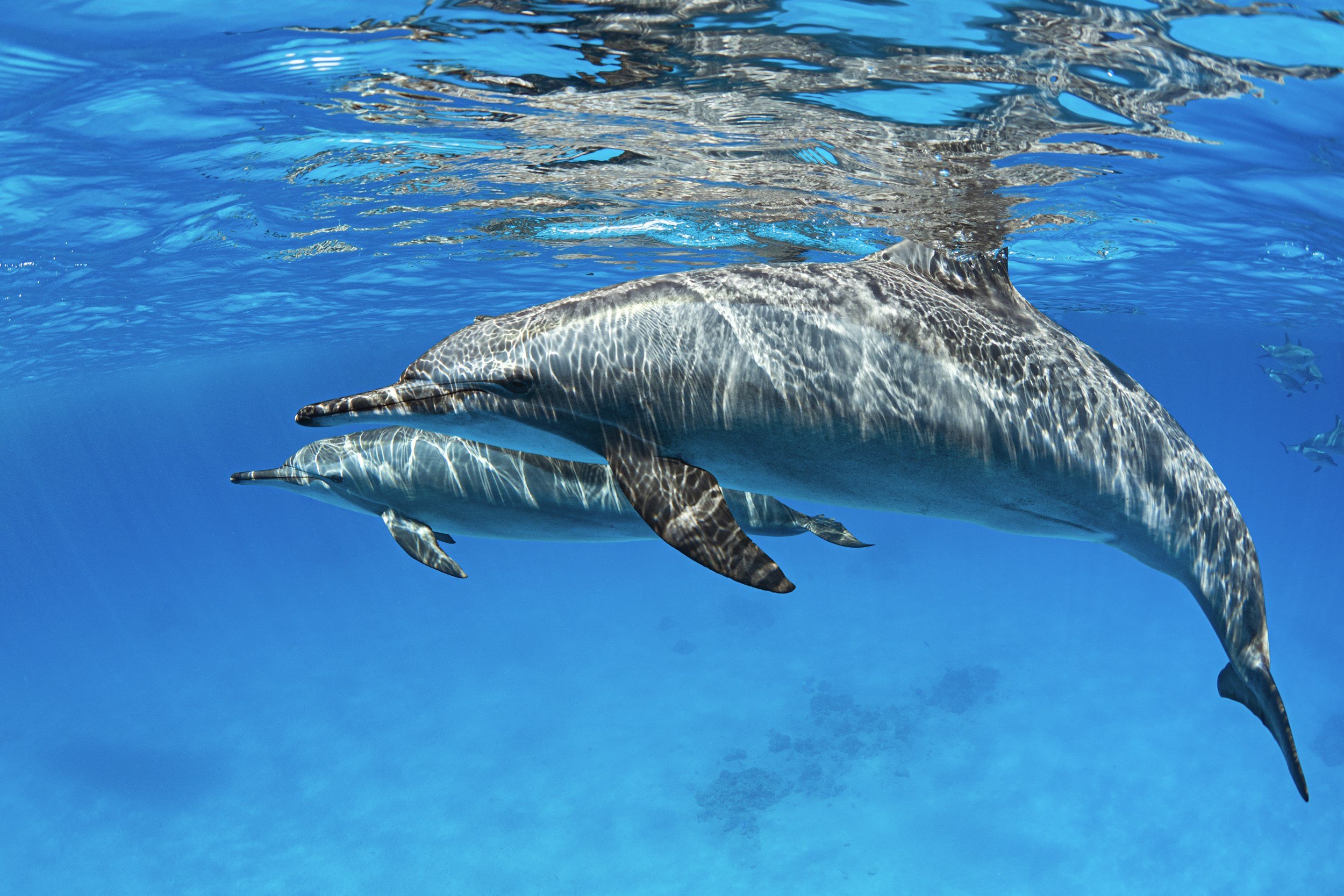 Two dolphins swimming underwater in the ocean.