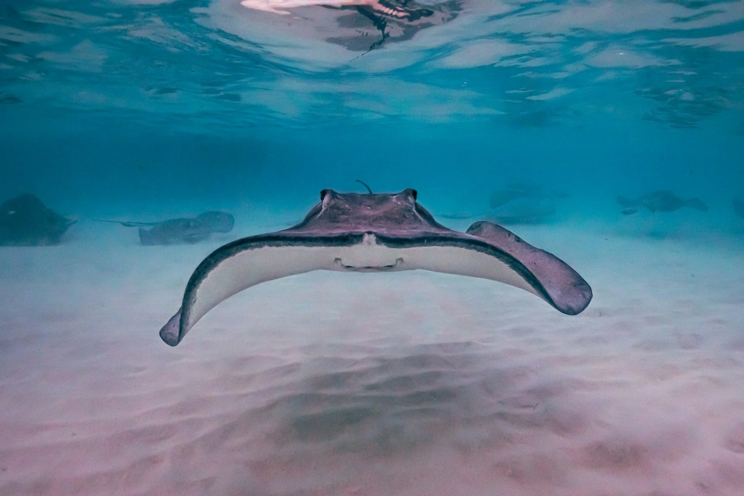 A stingray swimming underwater with other fish in the background.