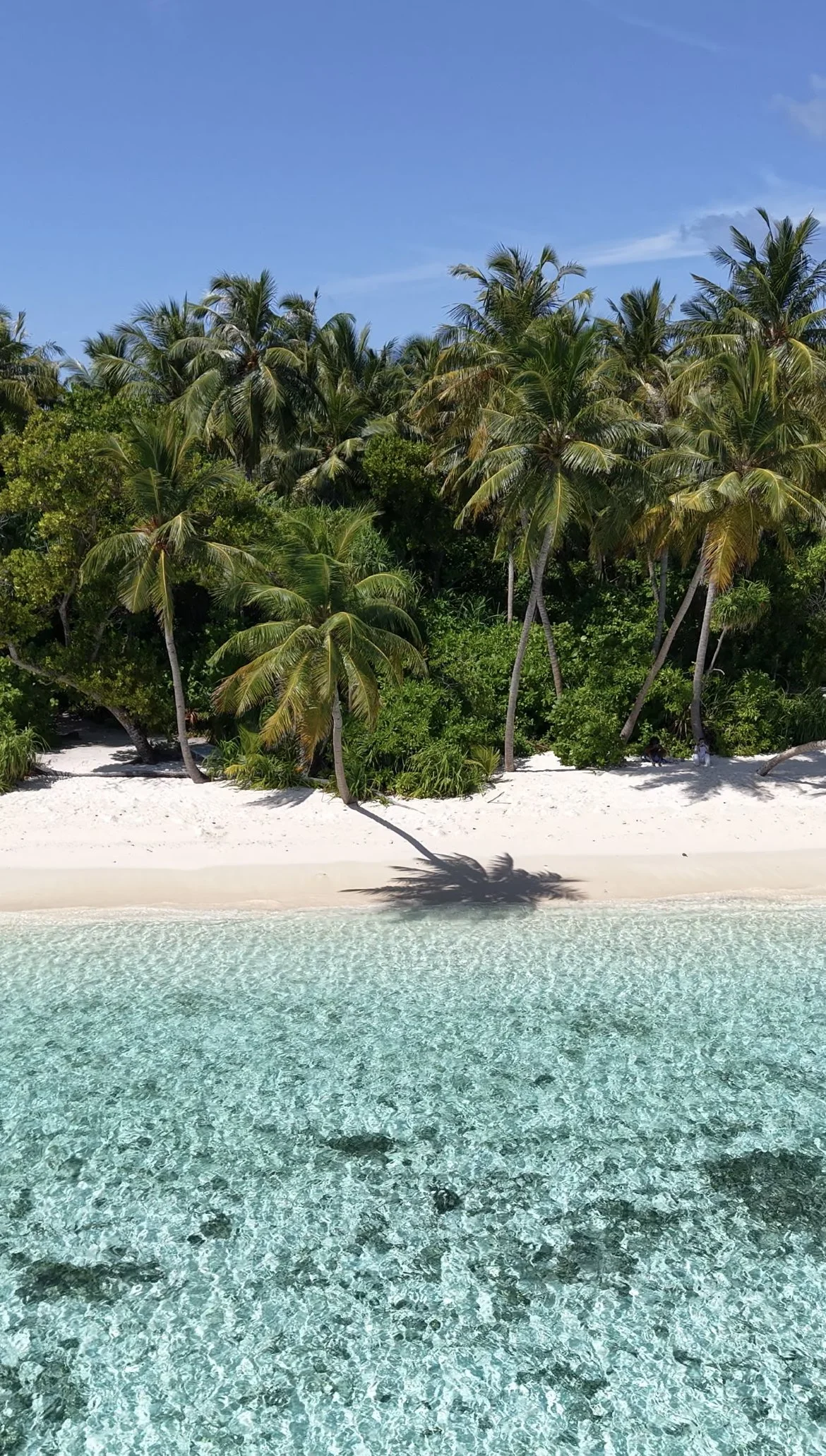 Tropical beach with clear turquoise water, white sandy shoreline, and lush green palm trees under a blue sky.