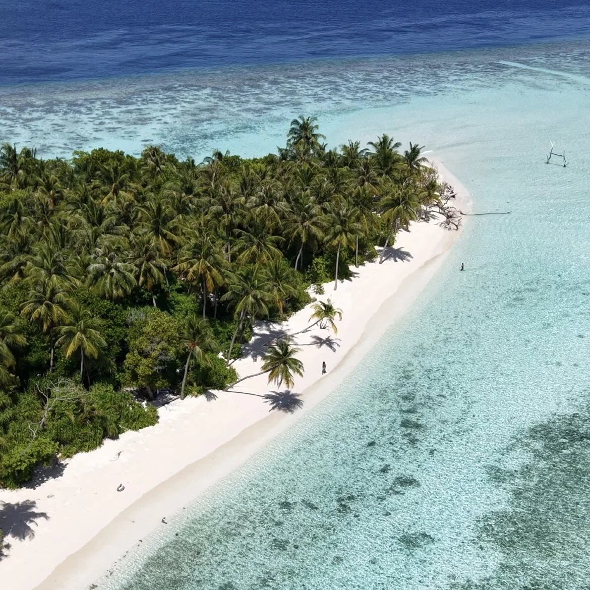A tropical beach with white sand, clear blue water, and a dense cluster of palm trees.