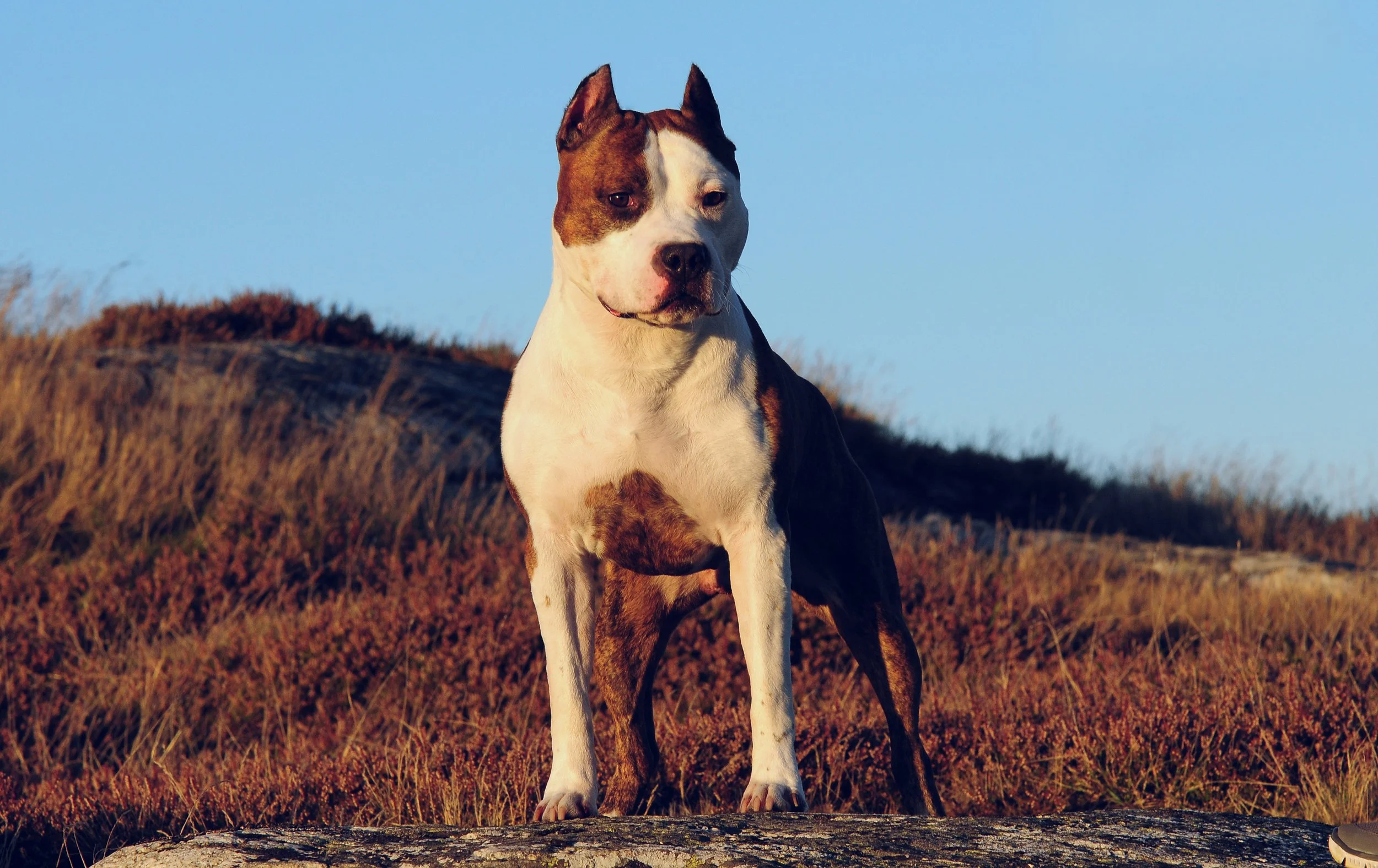 One Breeding Available – Sindelar’s Lively Up Yourself