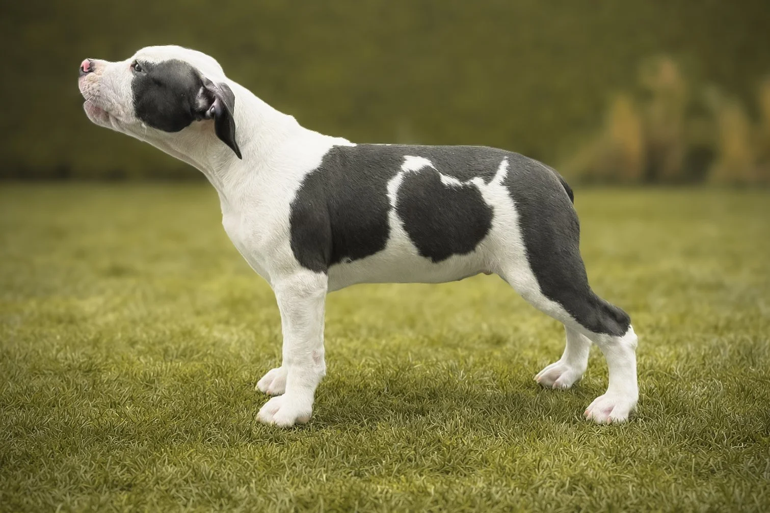 Counting Down the Days: Bringing Nimra Home to Sweden