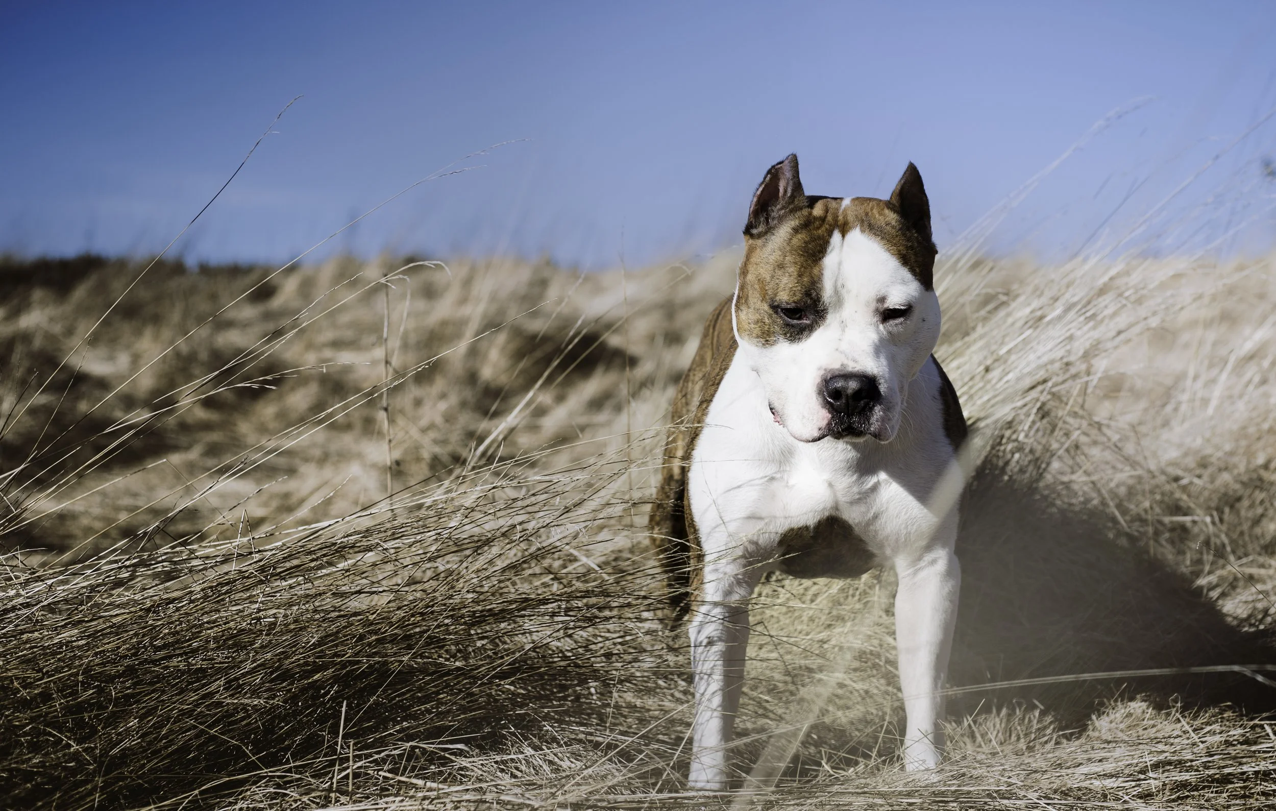 A brown and white dog standing in beige dry grass under a clear blue sky.