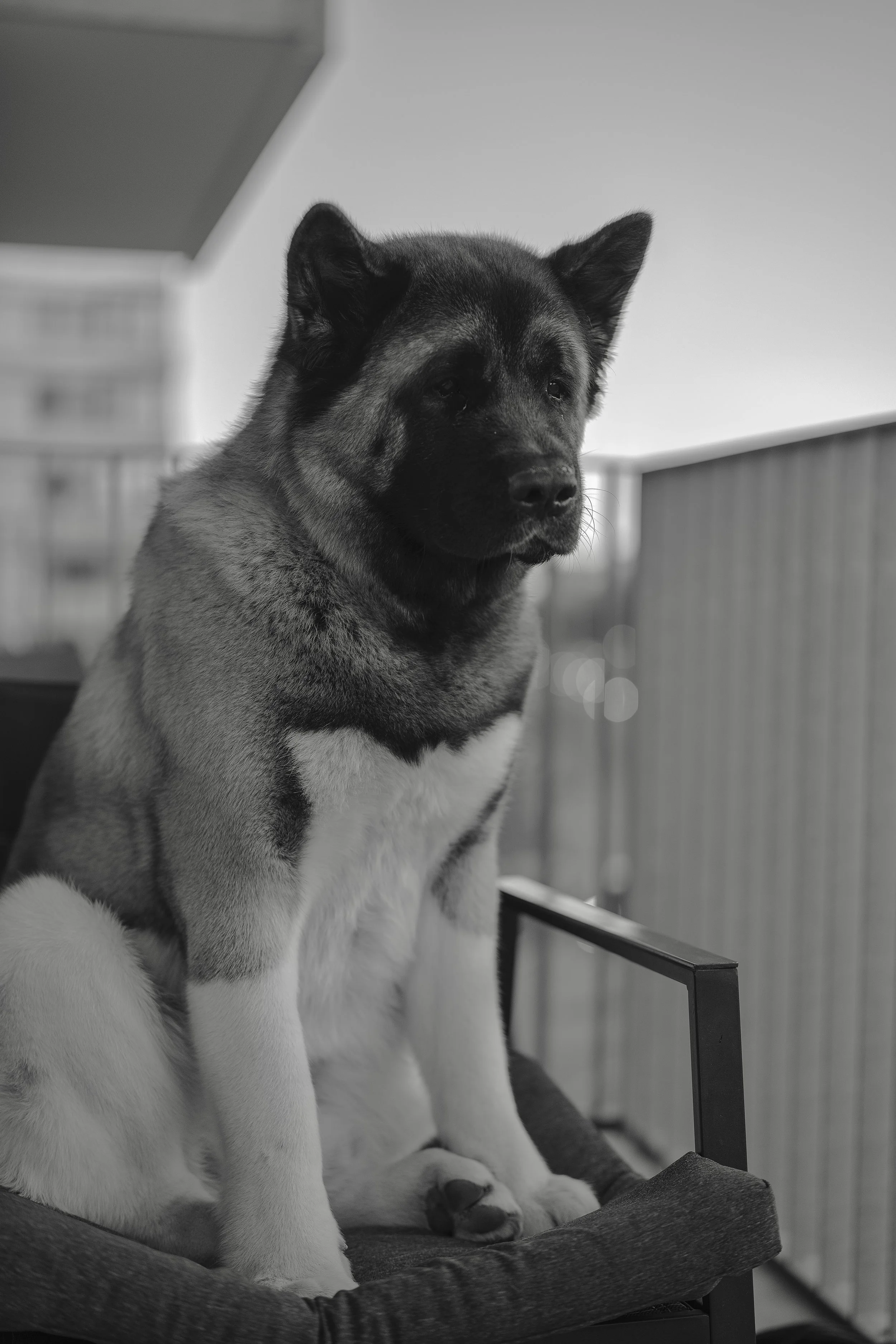 A black and white photo of an Akita puppy sitting on a cushioned chair indoors, with a blurred background of a balcony railing.