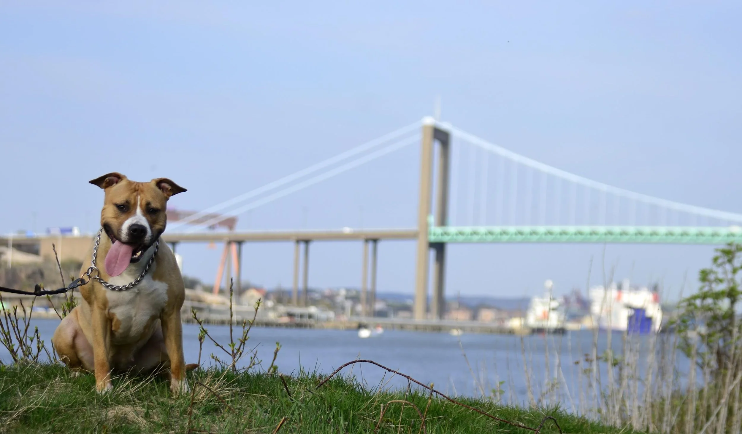A brown and white dog sitting on grass near a body of water with a large bridge in the background.