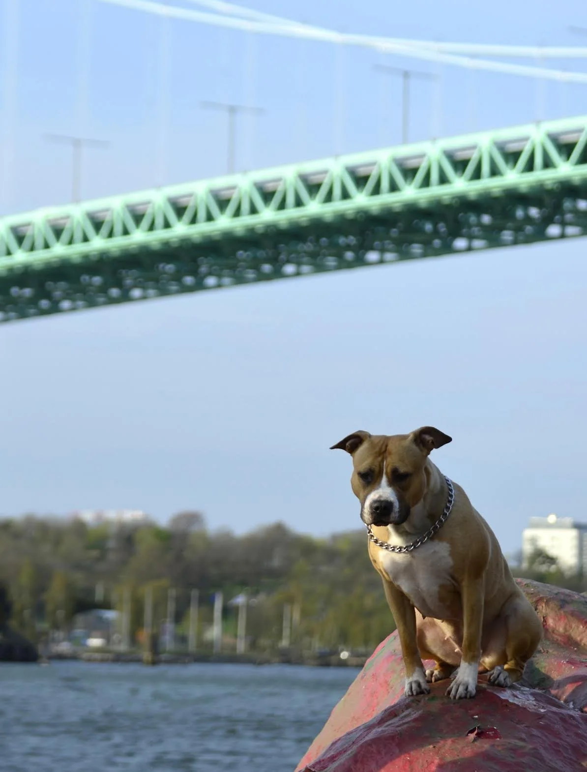 A dog with a chain collar sitting on a rock by the water with a bridge overhead and trees in the background.