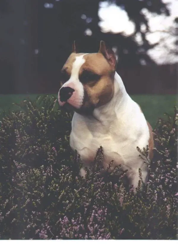 A brown and white dog, possibly a pitbull or terrier mix, sitting among purple flowers outdoors with trees and sky in the background.