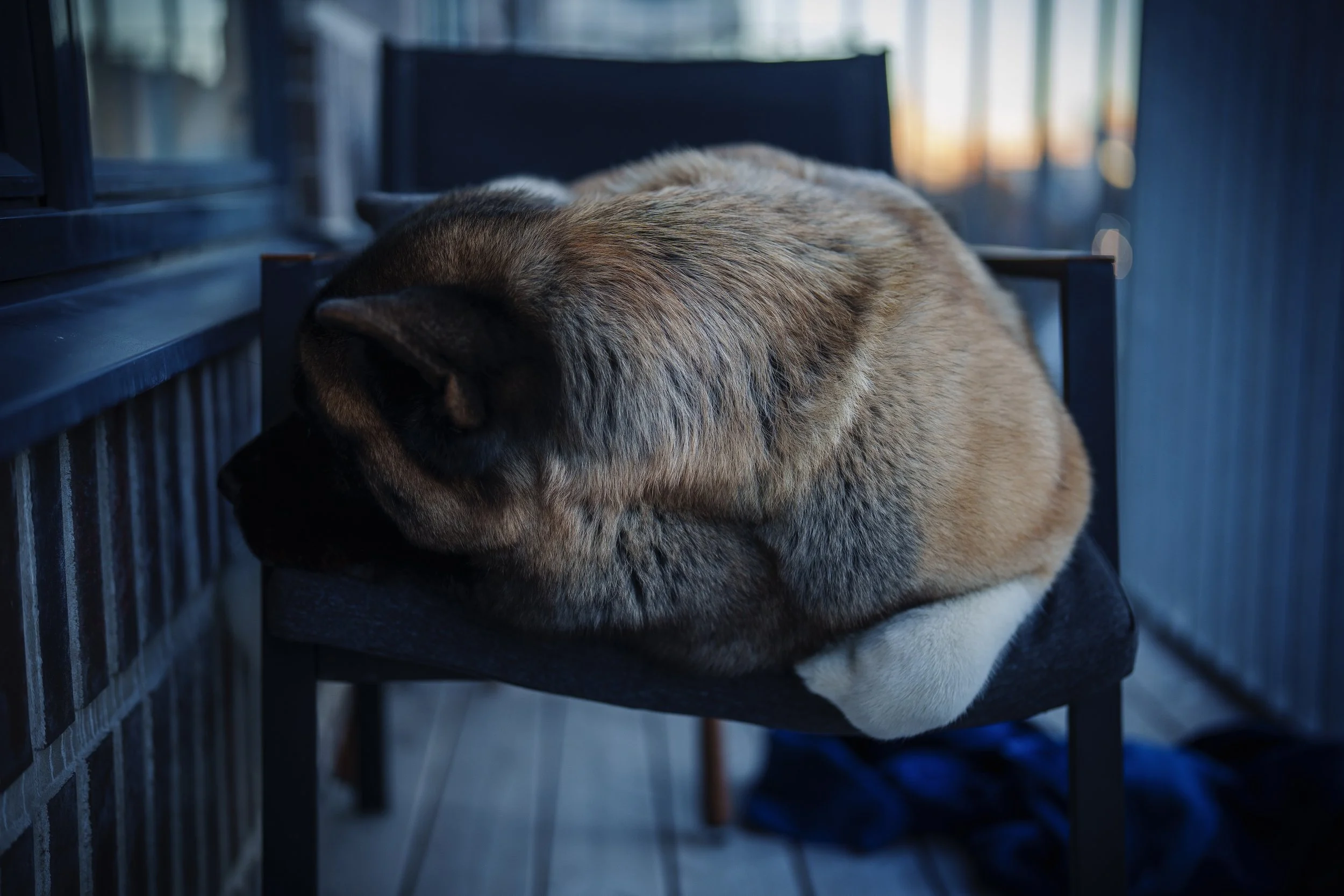 A dog with white paws and brown fur sleeping on a black chair on a porch at sunset.
