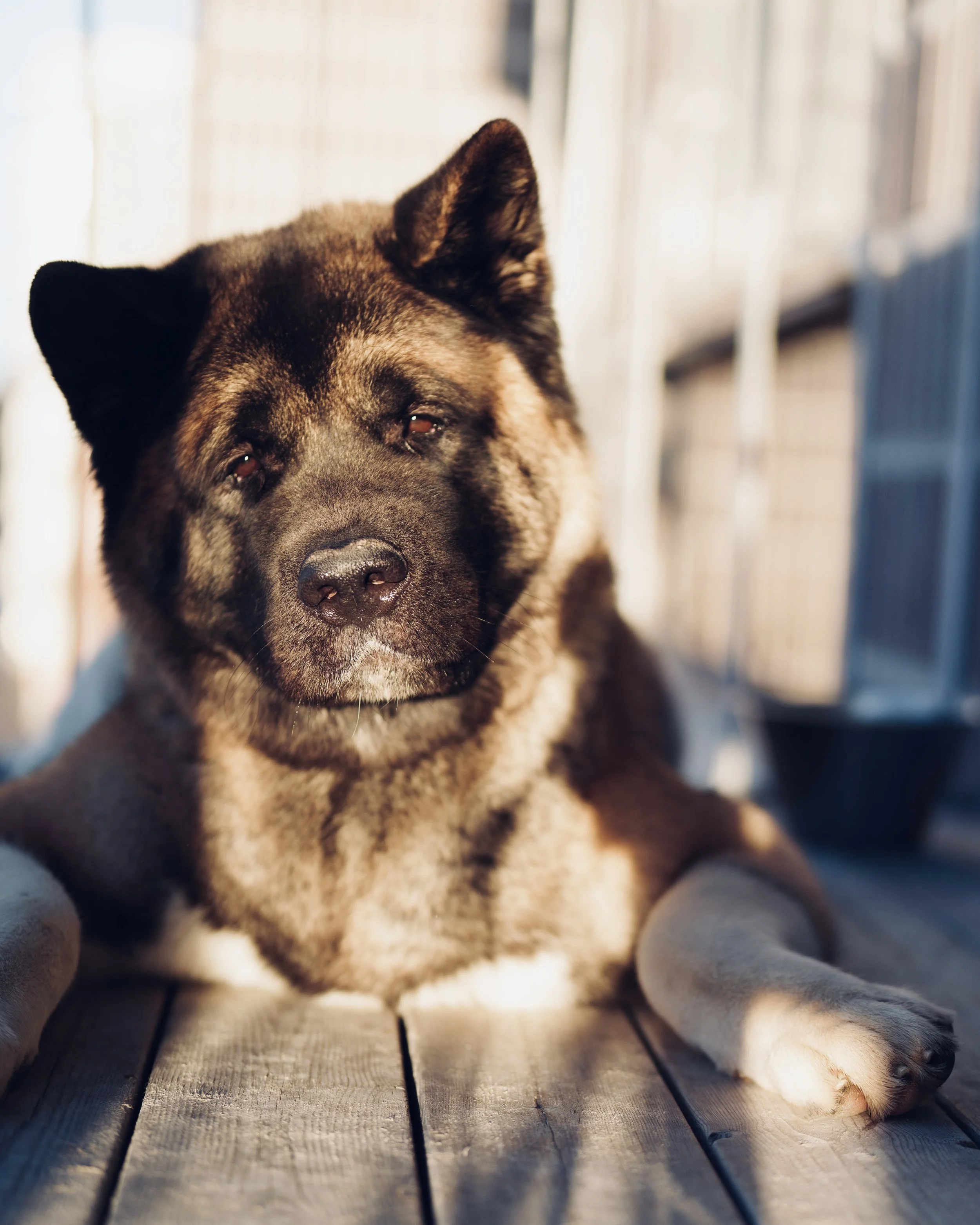 A large dog lying on a wooden deck with sunlight shining on its face and paws.