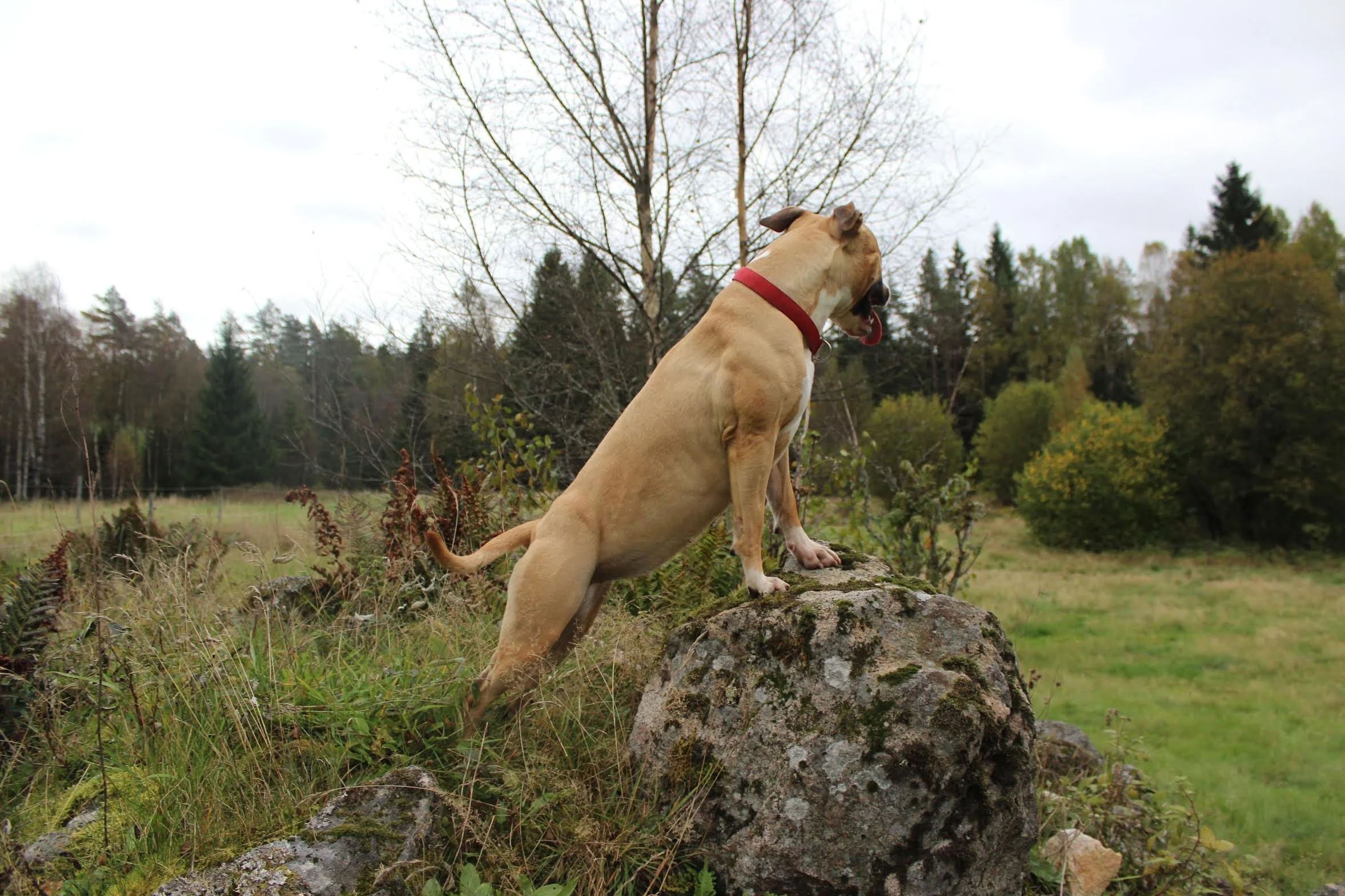 A tan dog with a red collar standing on a large rock in a grassy field, looking into the distance with forest and trees in the background.
