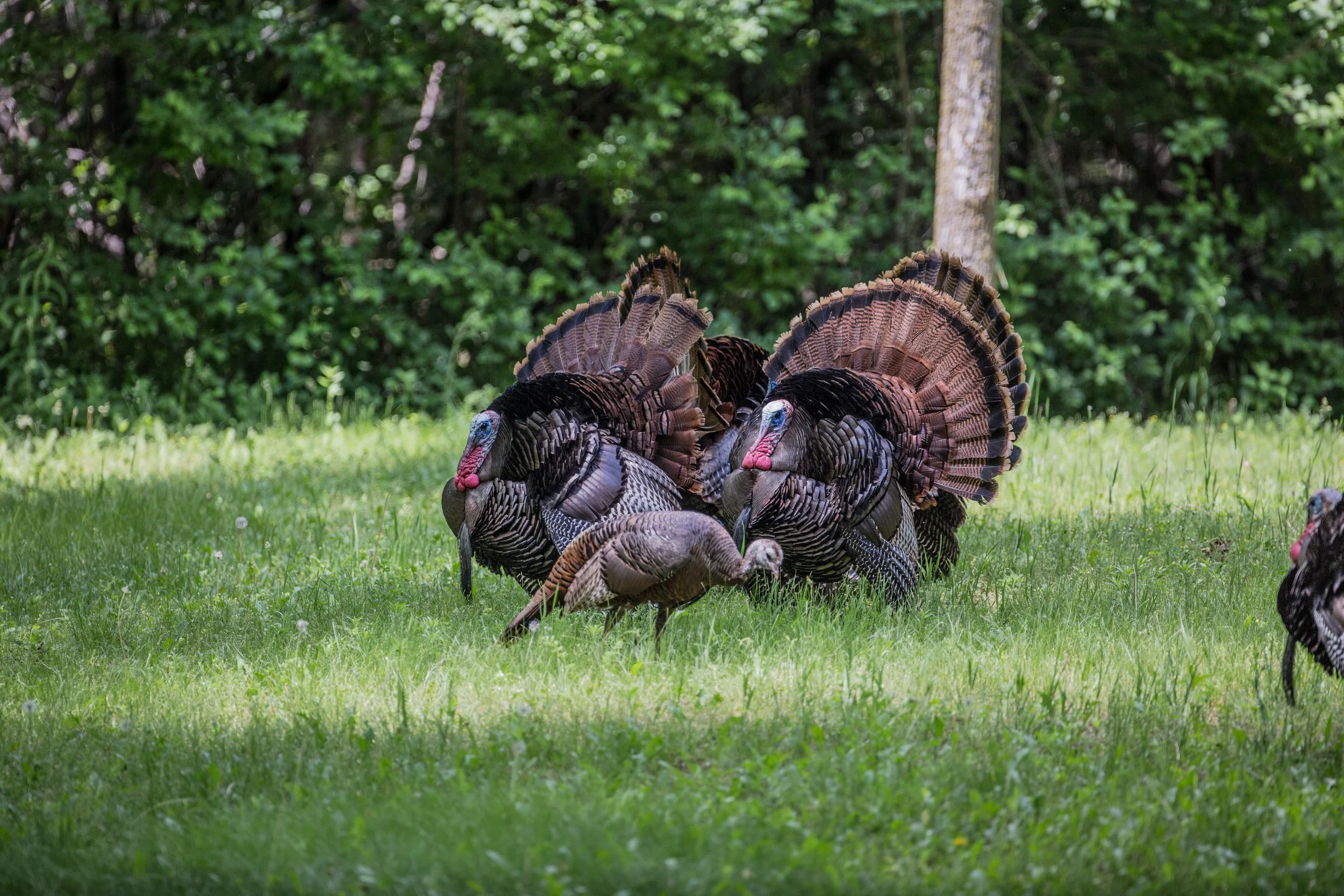 Two-Male-Wild-Turkeys-with-One-Female-Turkey-1040084736_5760x3840.jpeg