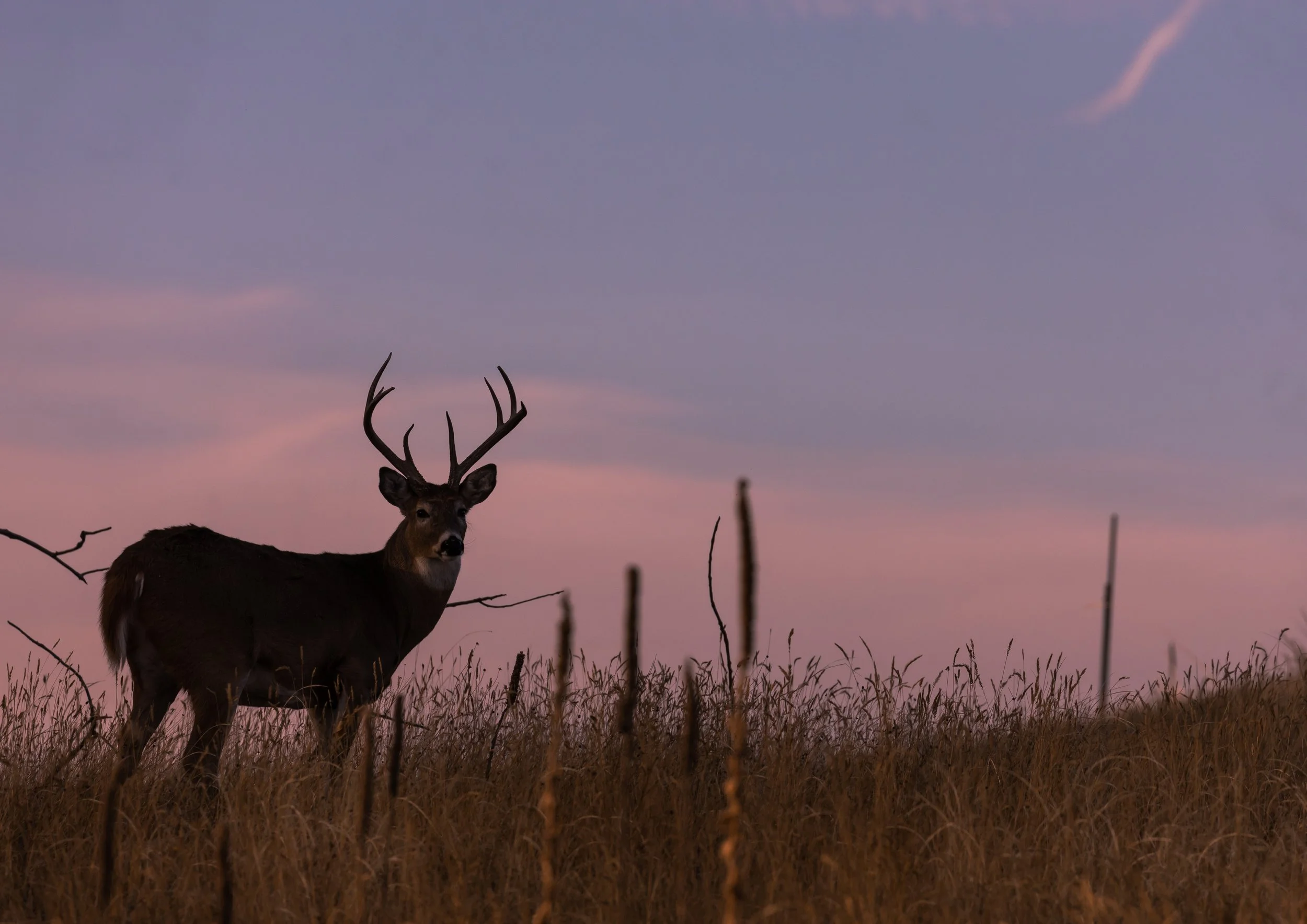 Whitetail-Buck-Silhouetted-at-Sunset-1190444265_5557x3930.jpeg