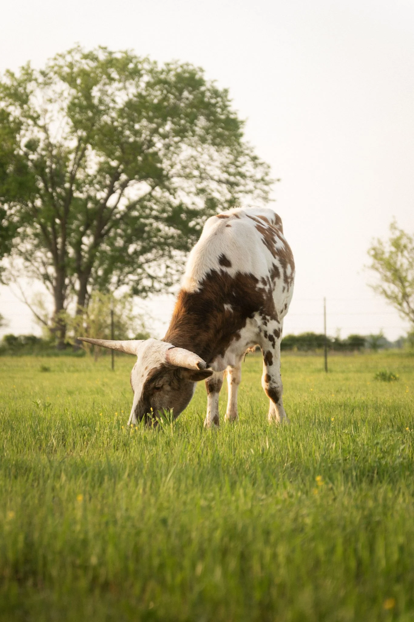 Cow 2.jpg