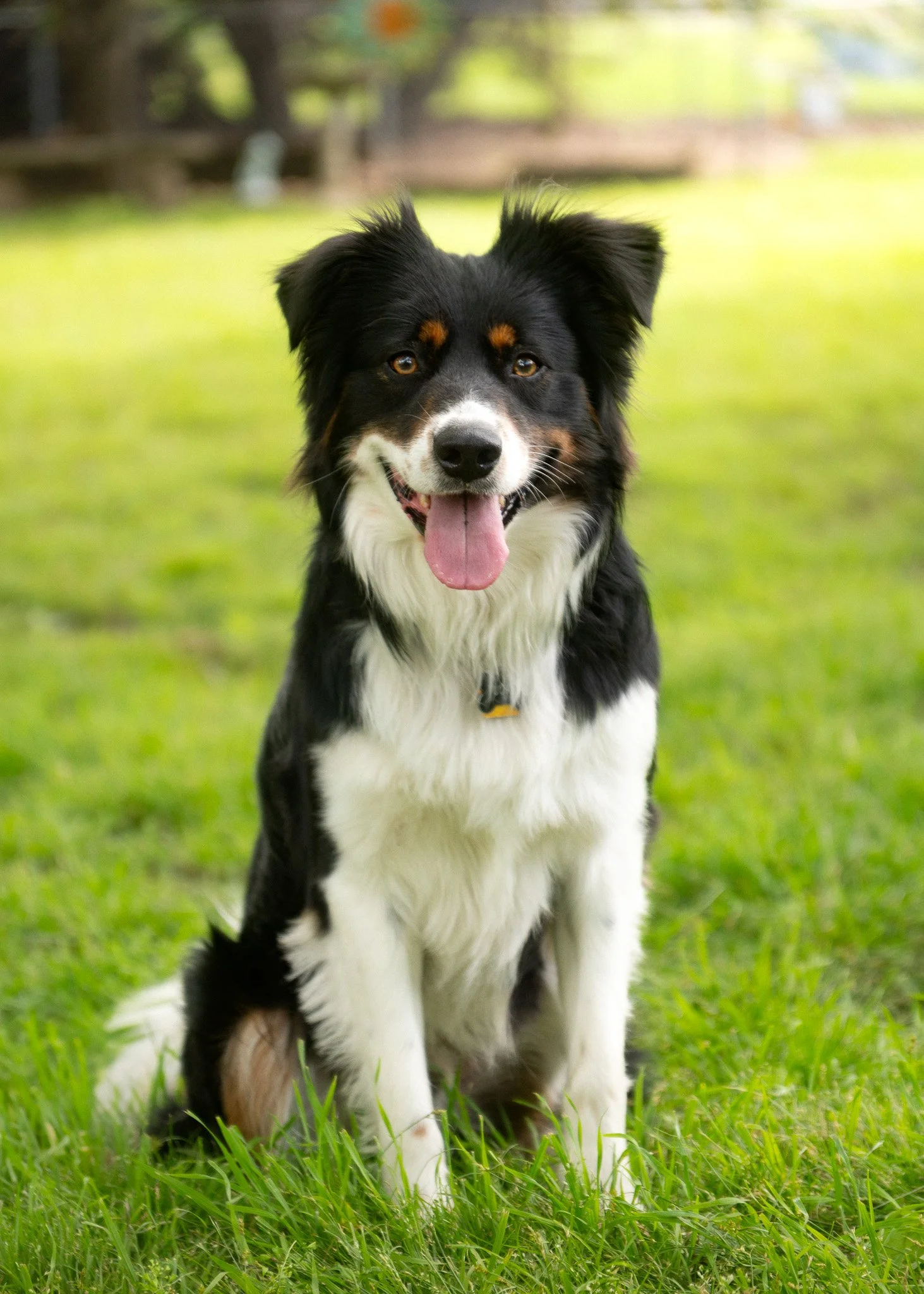 A happy black, white, and brown Border Aussie dog sitting on green grass in a park with trees in the background.
