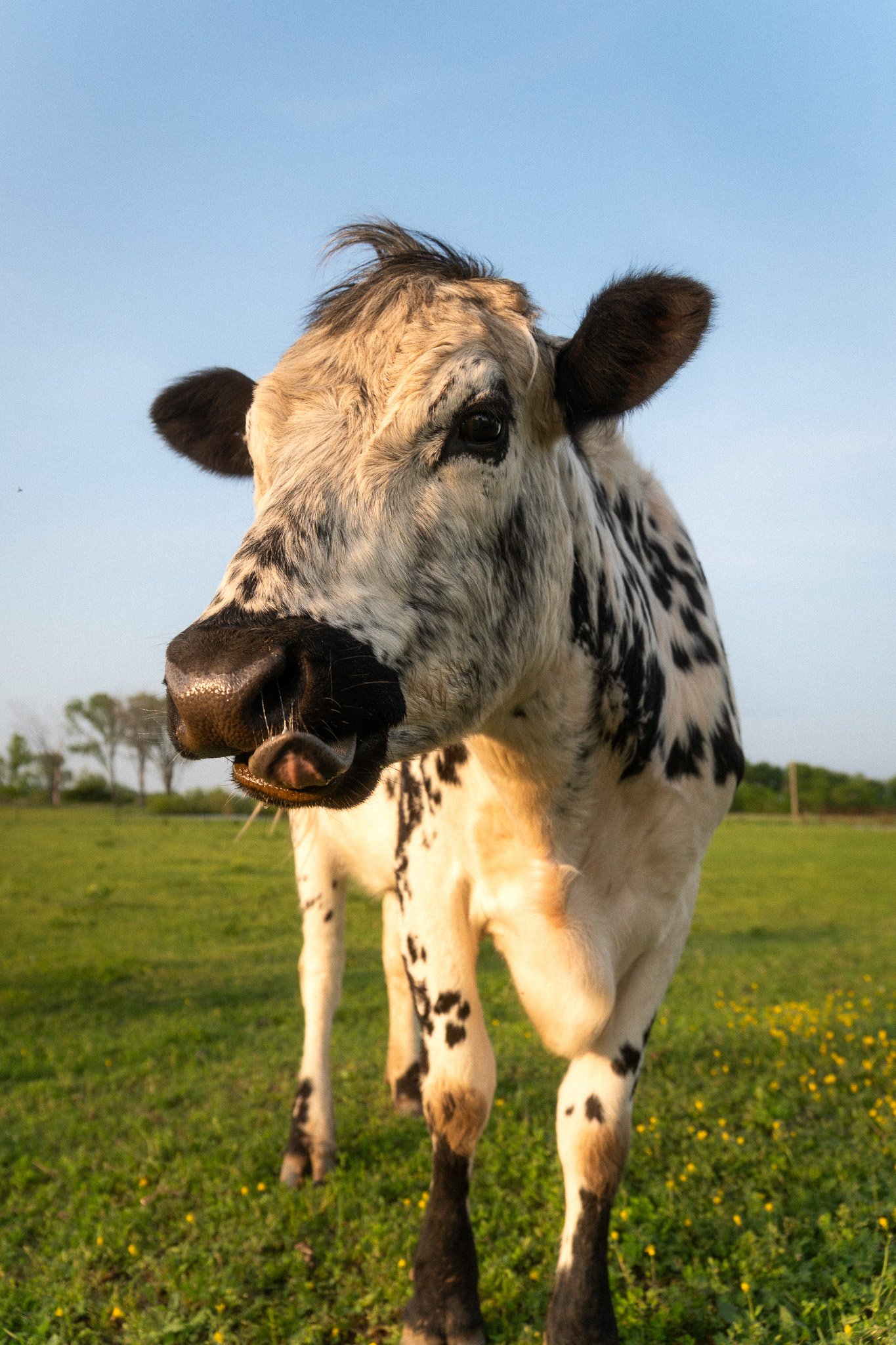 Close-up of a black and white speckled cow in a grassy field with yellow flowers, trees in the background, and a clear blue sky.