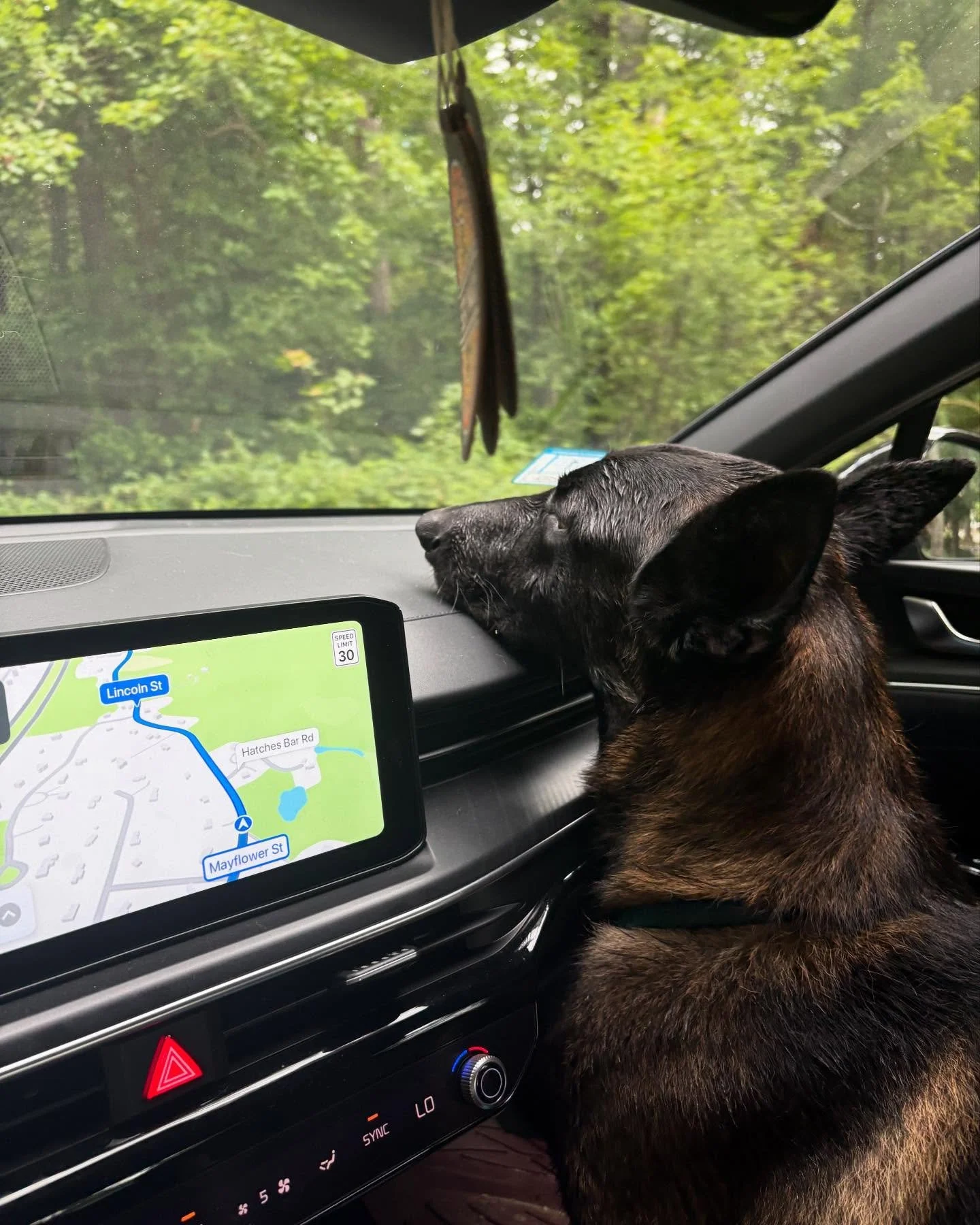 Need a co-pilot? Look no further than Miss ROSIE! She wants nothing more in life than to just be included in whatever you&rsquo;re doing (even if that&rsquo;s just sitting on the couch!) 
She is a lover of all people and activities &mdash; a great co