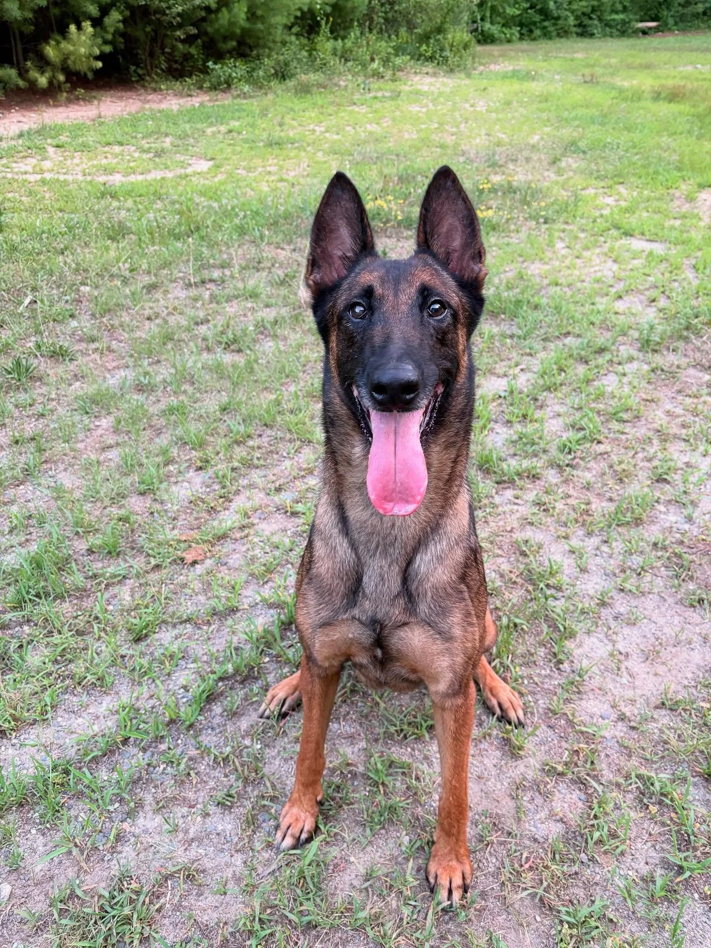 Stevie is single, crate trained, athletic, and obsessed with toys. In other words: your dream girl. Must have tall fences and a sense of humor 😍 #adoptMe #belgianmalinois
