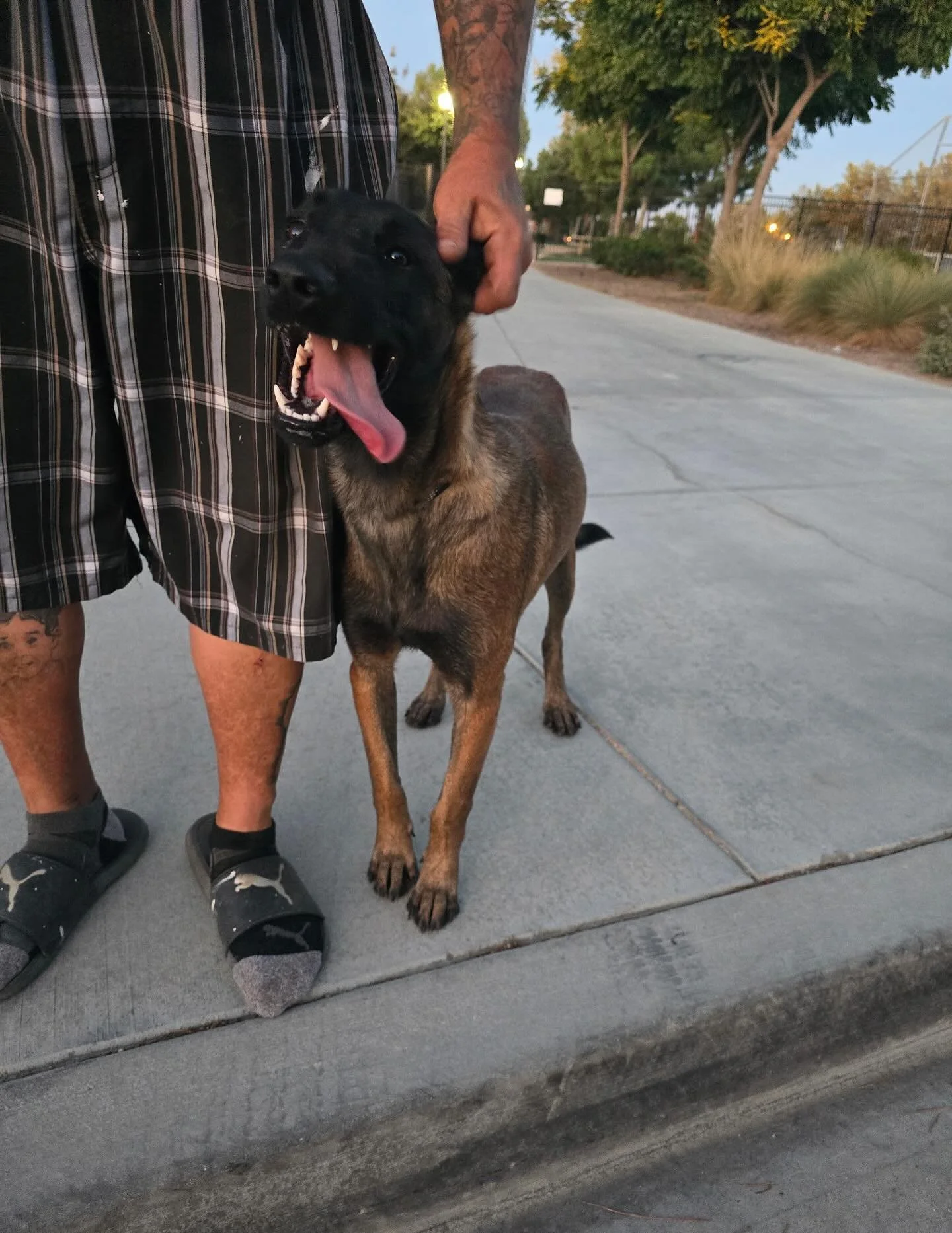 Missy was found as a stray in San Jacinto. At 49 lbs, she is a cute &ldquo;Mini Mal&rdquo; who will be available for adoption in a few weeks! Swipe to see her shelter picture that stole our hearts 💕 #crookedsmile