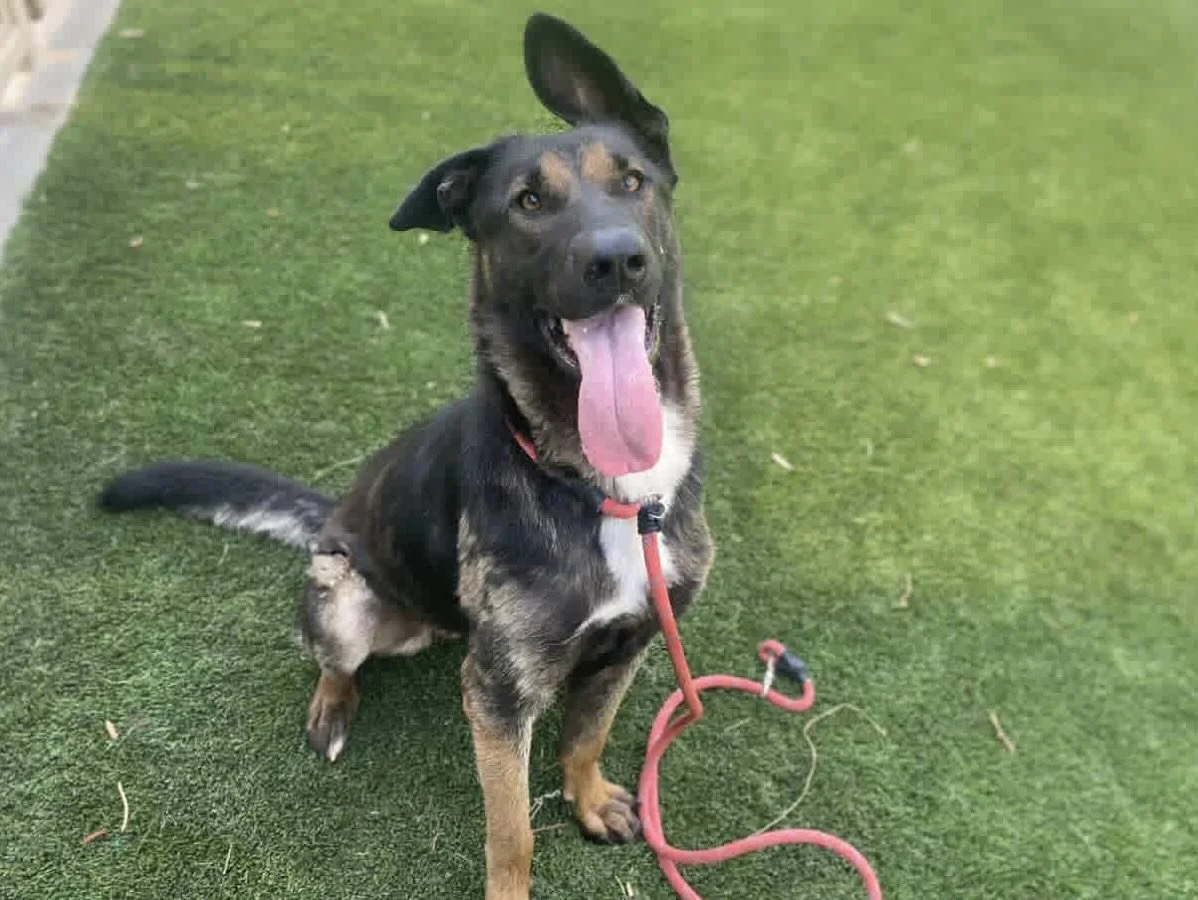 Fancy was euth listed at South Los Angeles shelter and although this is *technically* a pointy-eared dog rescue, we make exceptions for one floppy ear. Fancy will be available for adoption in a few weeks! A big thank you to @bluecollardogrescue for f