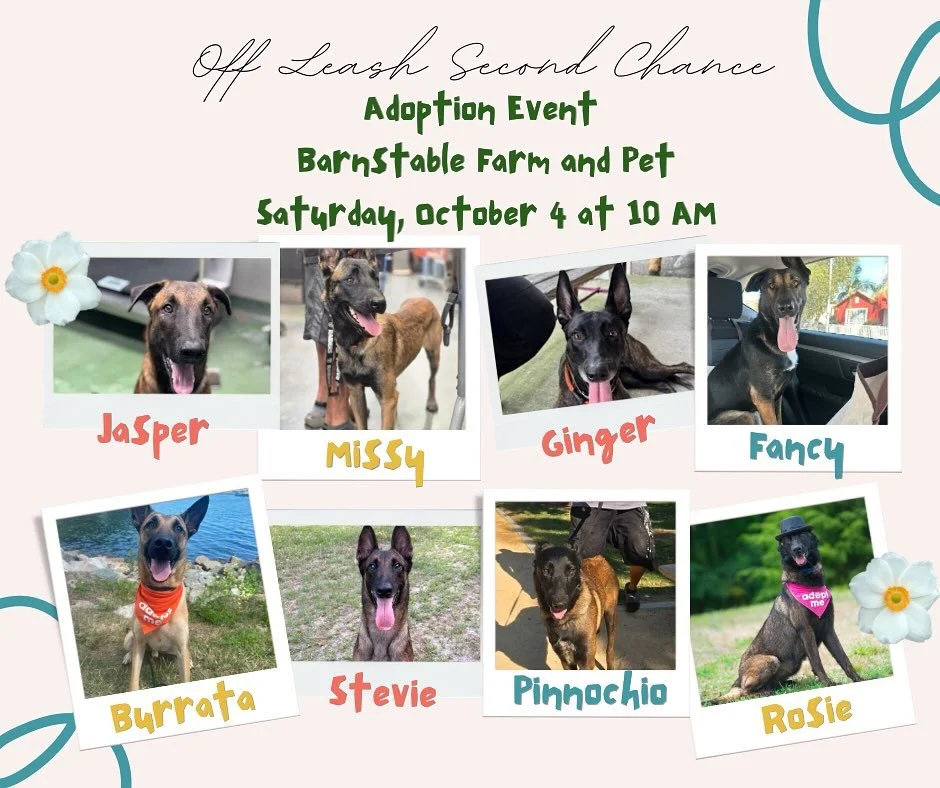 Come meet your new bestie! 👯&zwj;♂️ All of these pups will be at our adoption event on October 4 at Barnstable Farm and Pet! You can read more information about each pup on our website. Remember to fill out an adoption application beforehand! 🐾