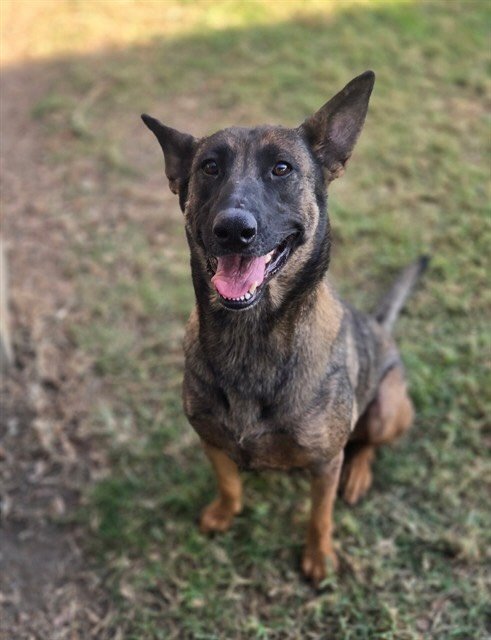 Hi, I&rsquo;m Elfie. I came to Riverside Shelter with a litter of puppies. A rescue came and took all of my puppies, but left me behind 😞 
Off-Leash Second Chance was able to rescue me and get me on a flight. I was all set to go &mdash; until my own