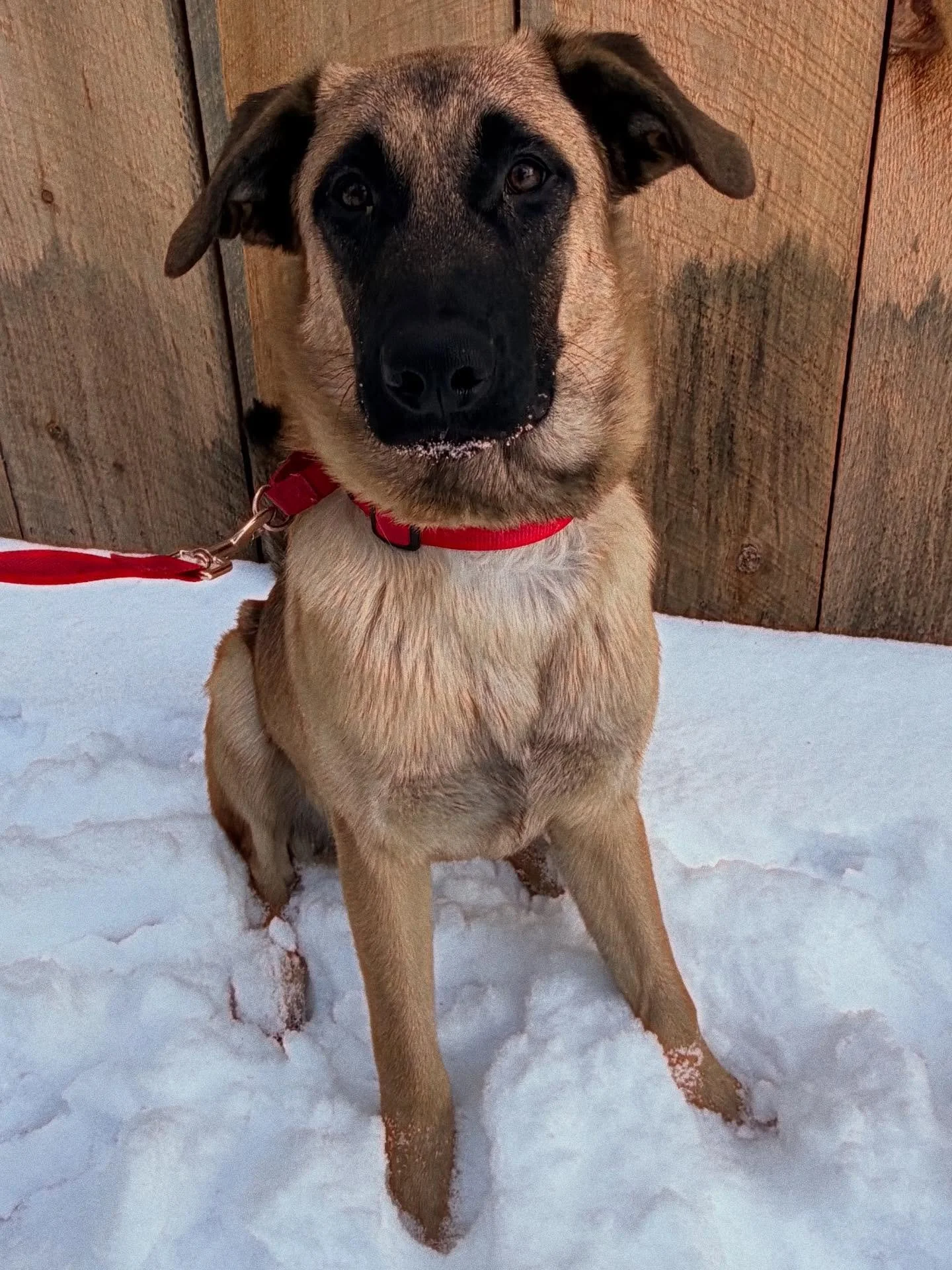 BEAN (Hesperia) is available for adoption! Bean is about a year old, and still full of puppy energy. He gets along well with other dogs, and is very sweet and gentle-natured towards humans. Crate/potty trained and working on some basic manners! 
Thin
